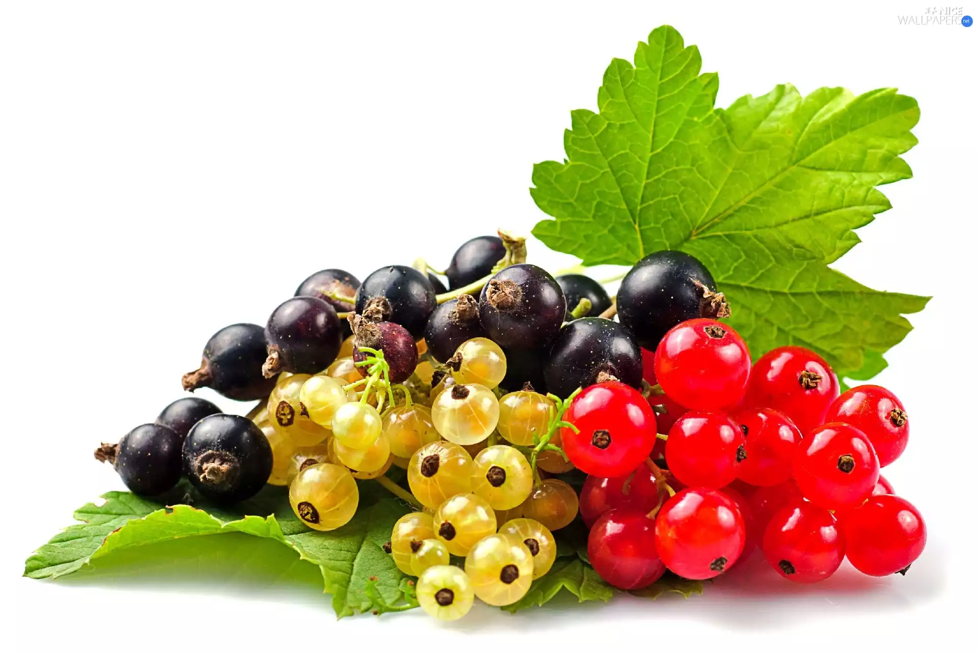 currant, different, Species