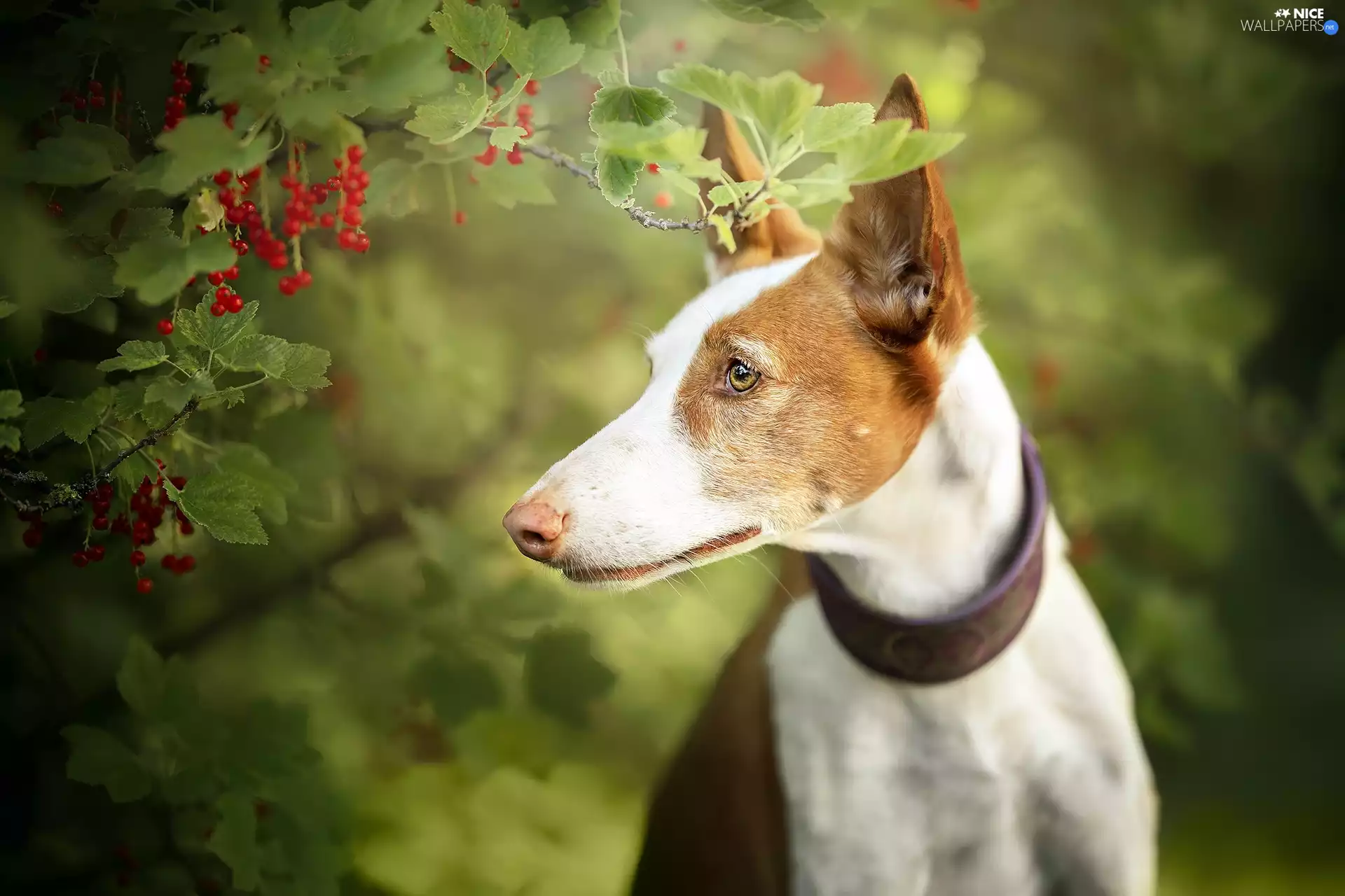 Twigs, currants, Basenji, Bush, dog