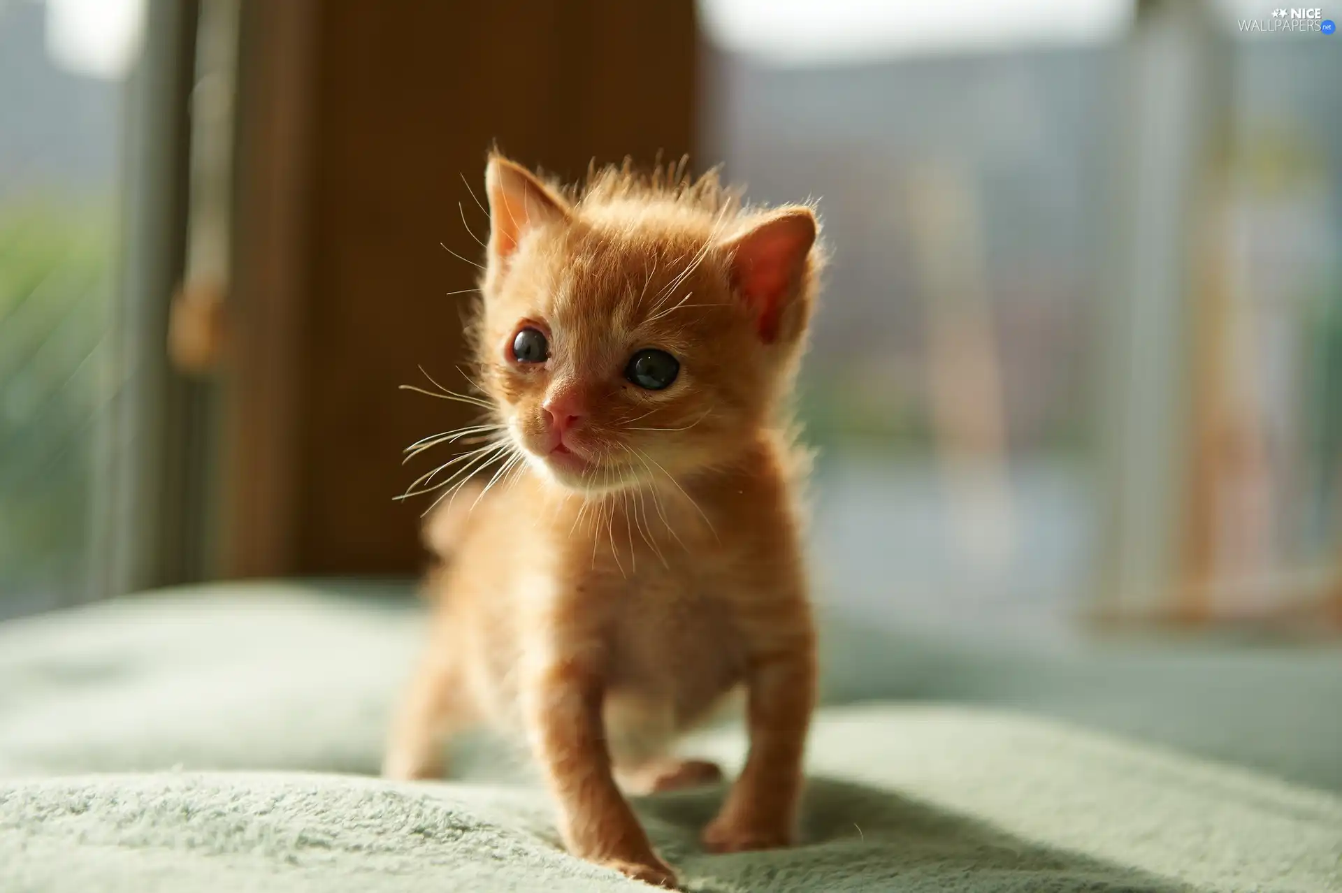 curves, feet, ginger, kitten, small