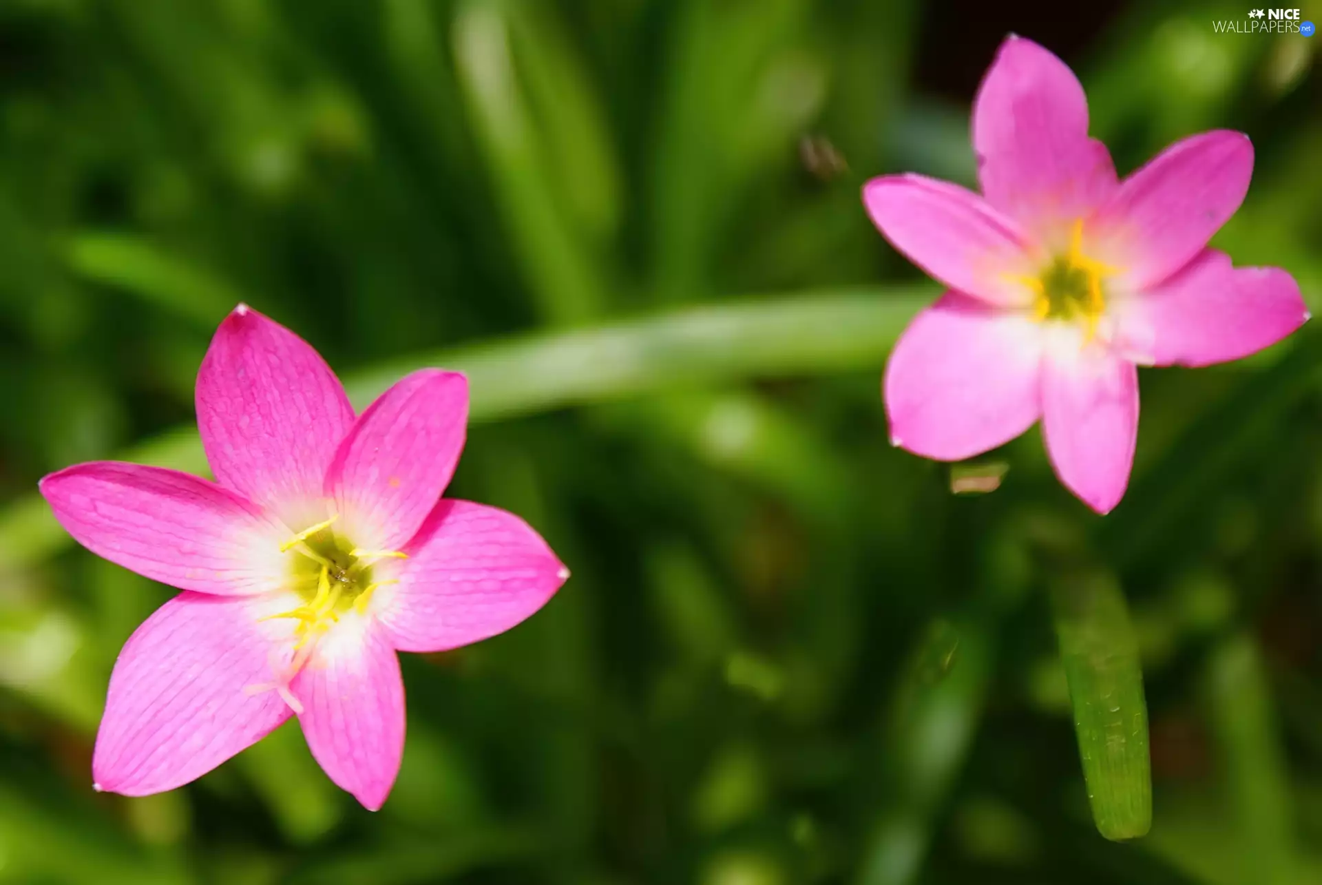 Flowers, Two cars, Cute