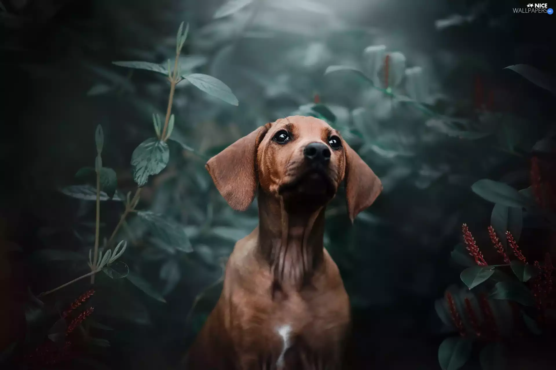 dog, Dachshund Shorthair, Plants, Brown