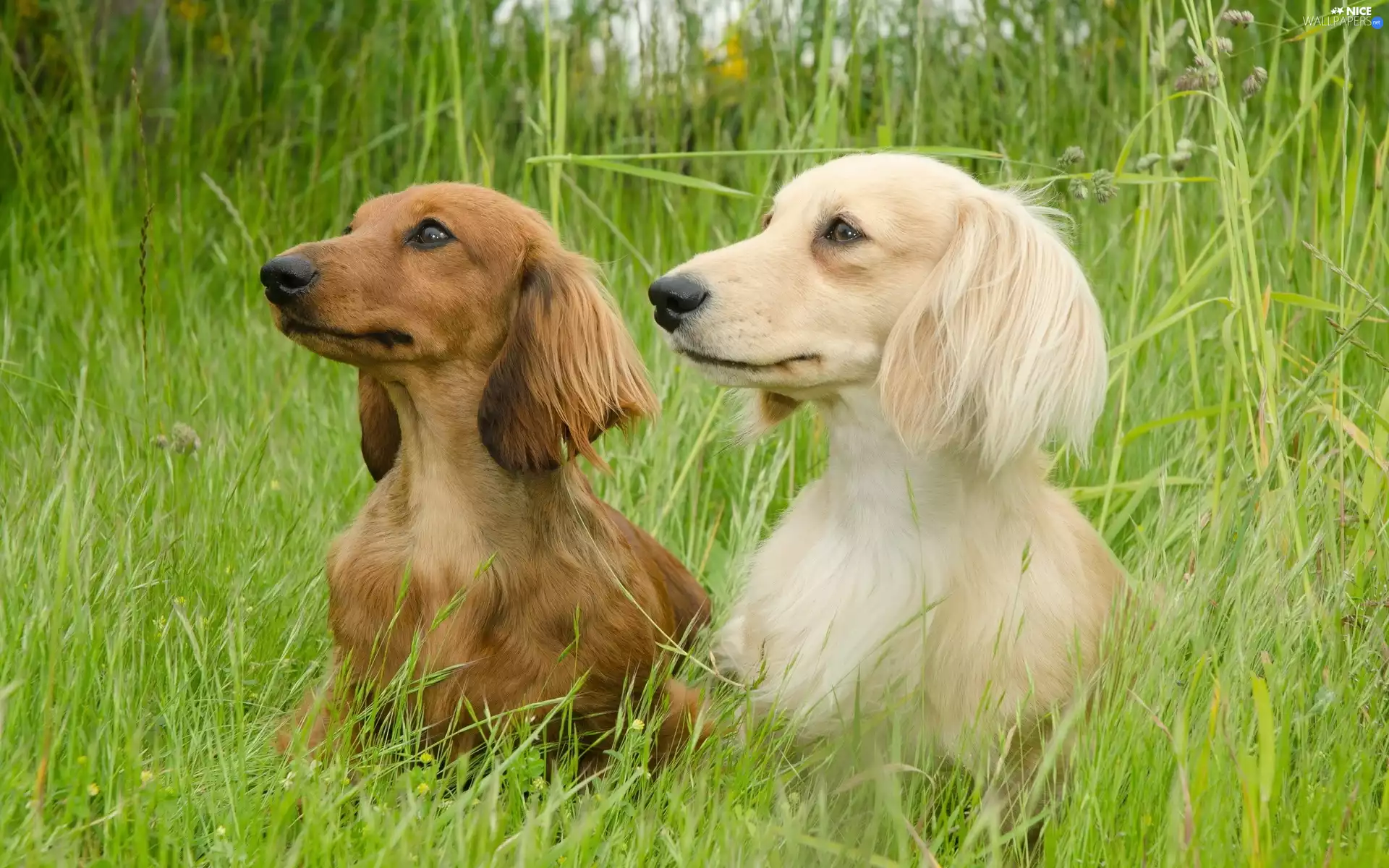 grass, Two cars, dachshunds