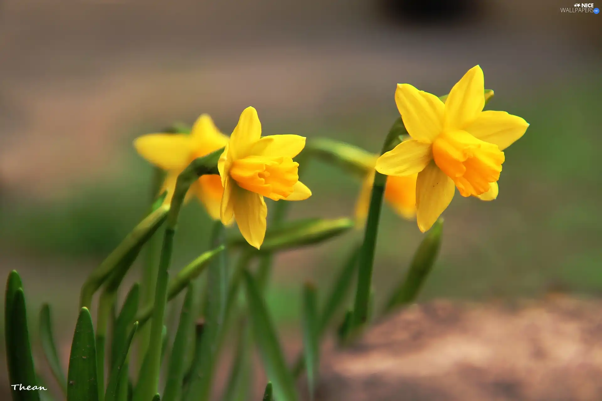 Daffodils