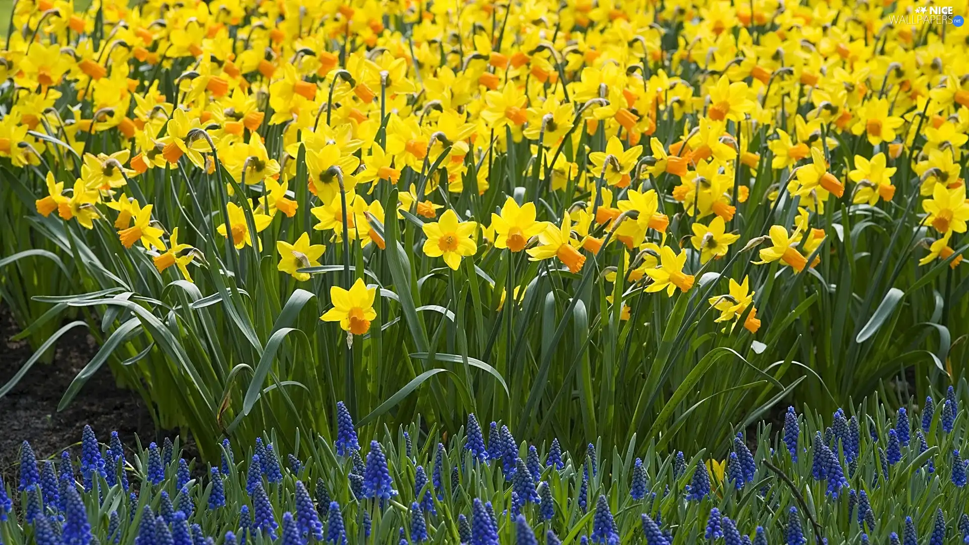 Flowers, Daffodils