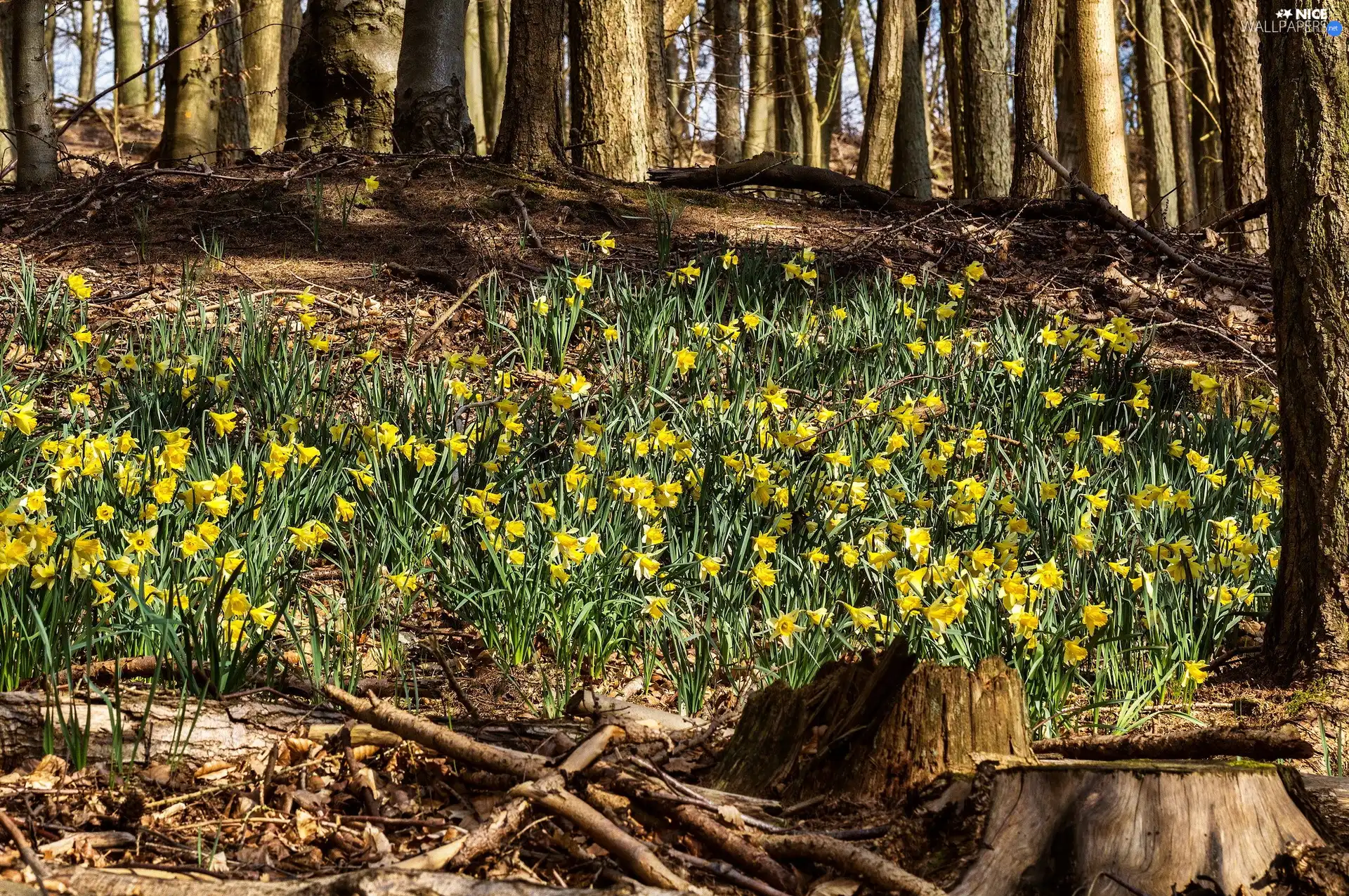 forest, Daffodils