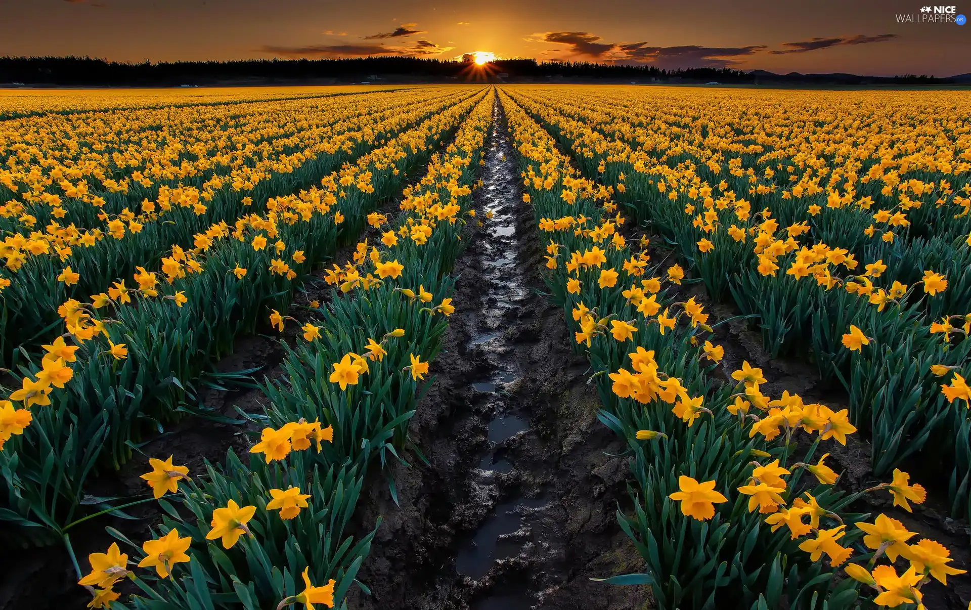 Daffodils, west, sun