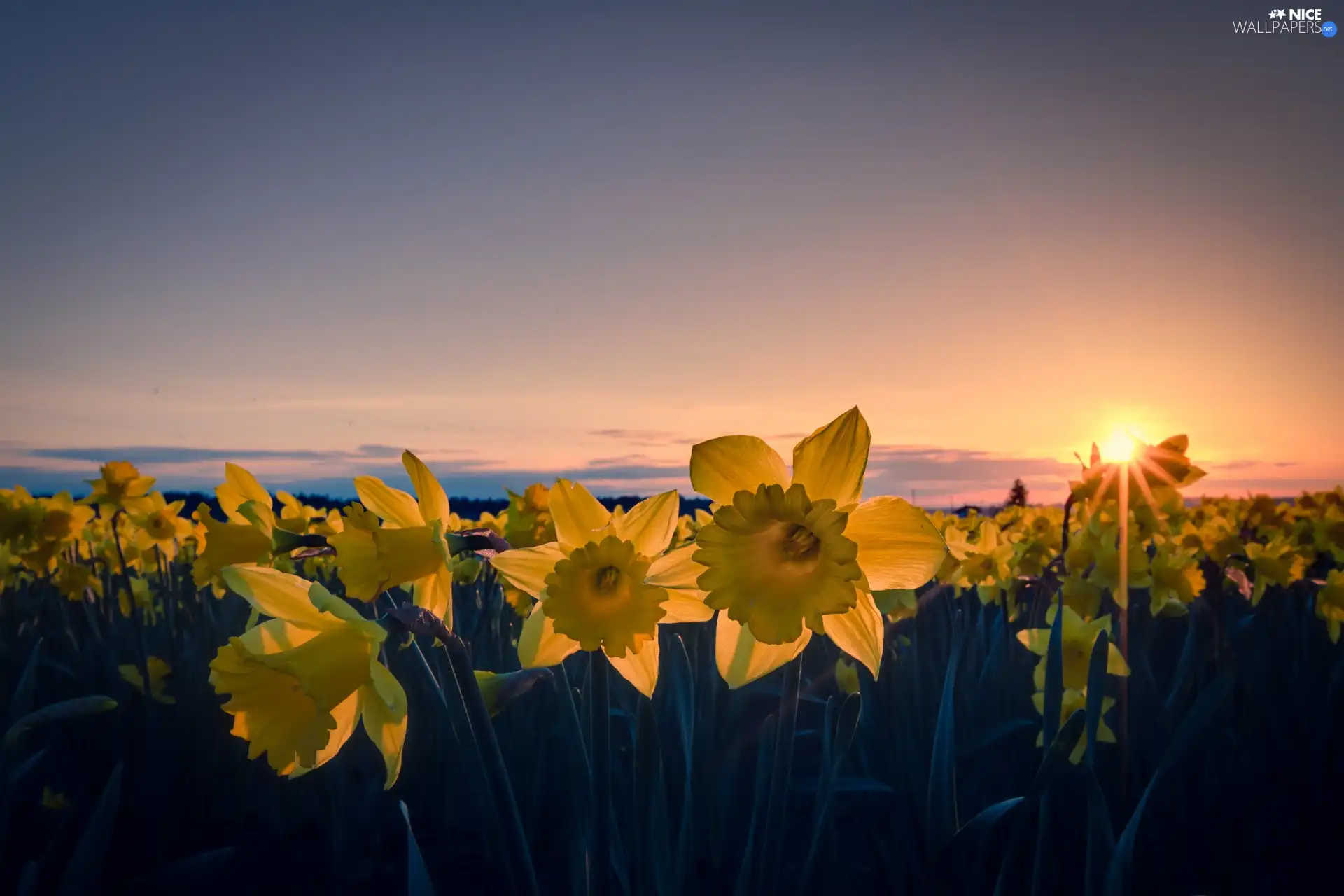 Daffodils, west, sun