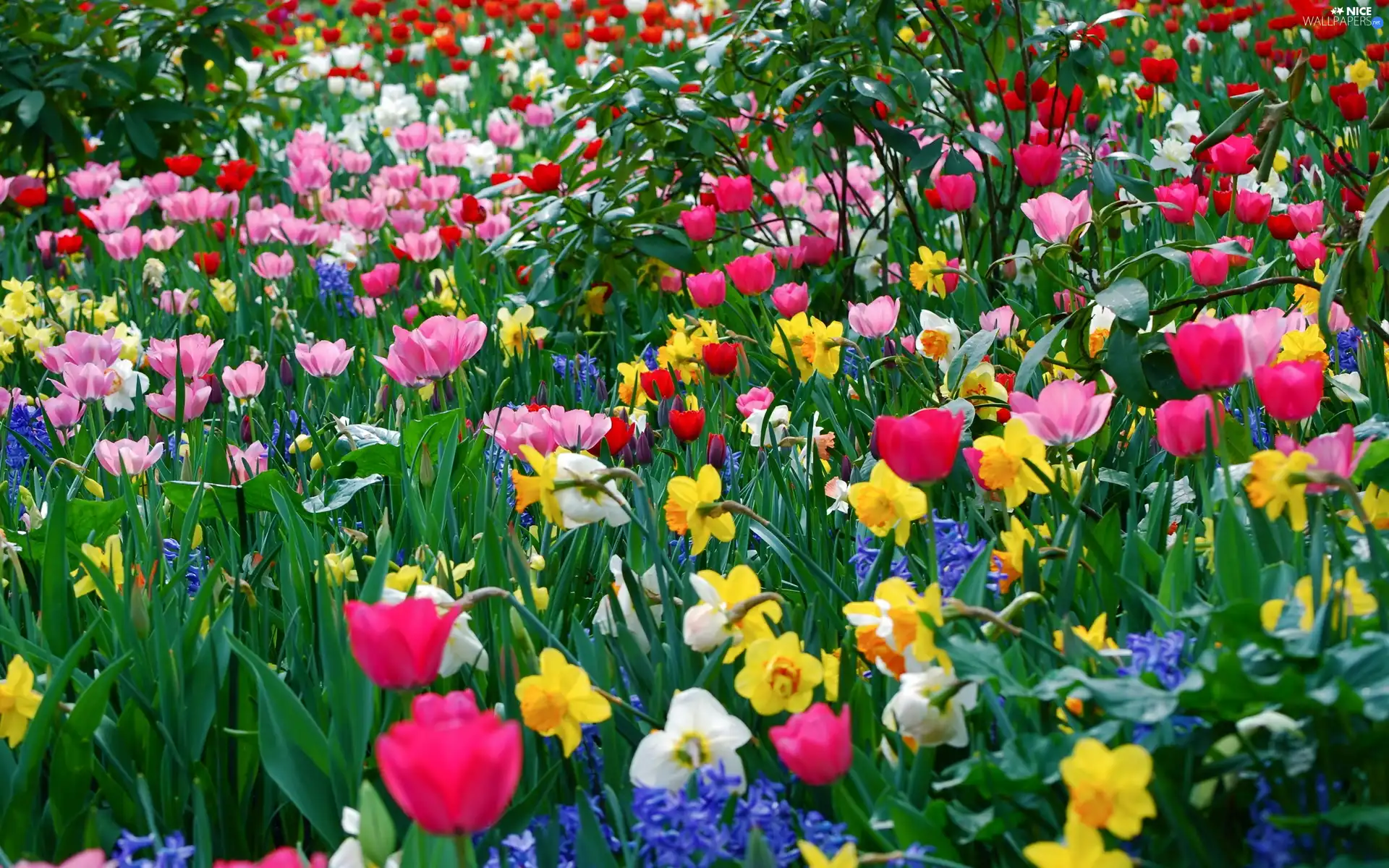 Daffodils, color, Tulips