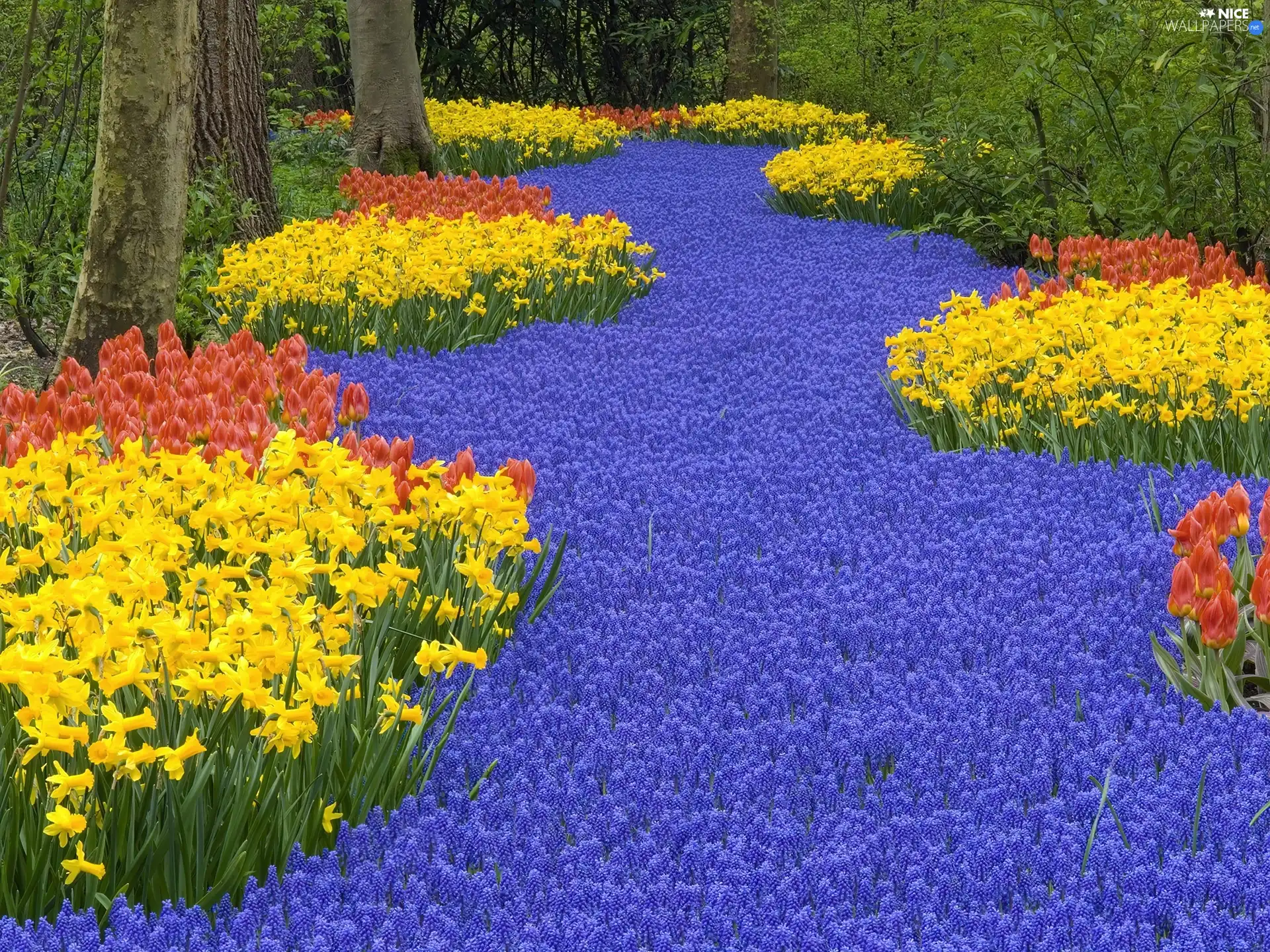 Daffodils, Tulips, many, flowers, forest