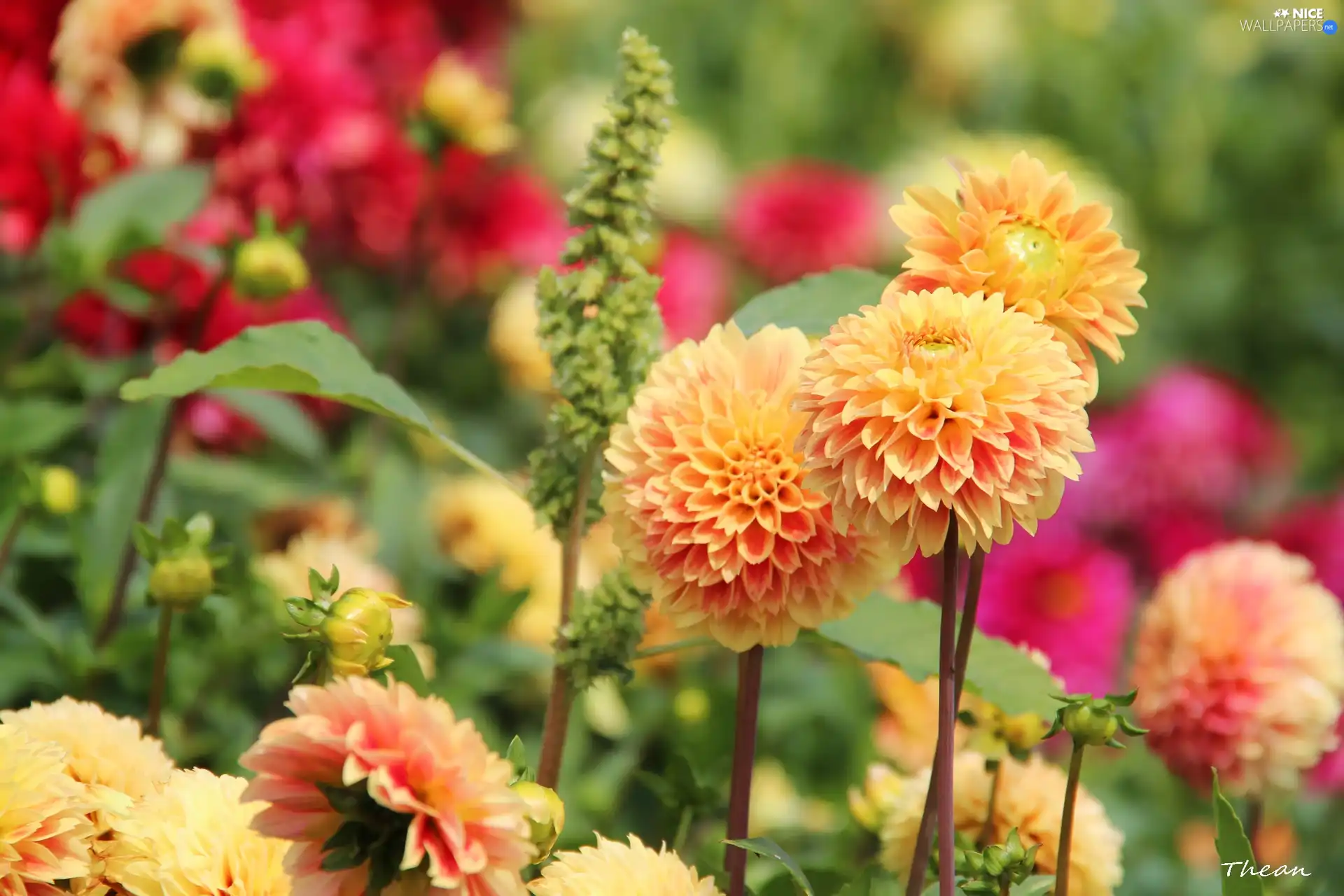 dahlias