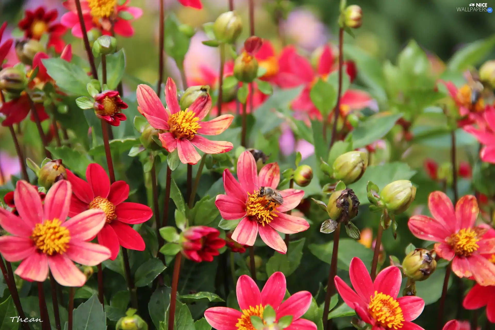 dahlias