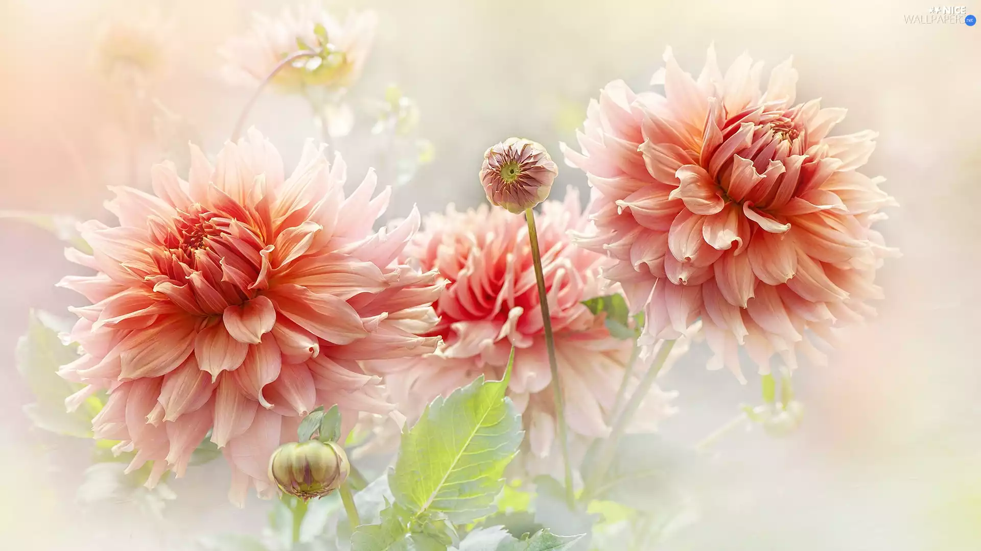 dahlias, Flowers, Buds