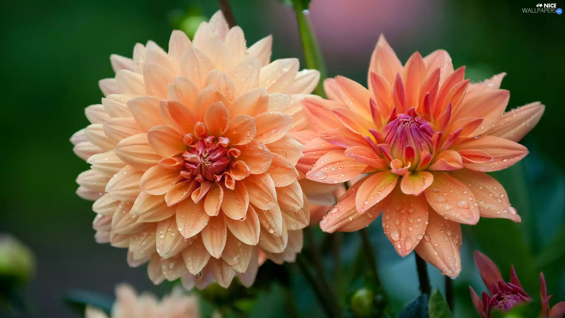 flourishing, drops, rapprochement, dahlias
