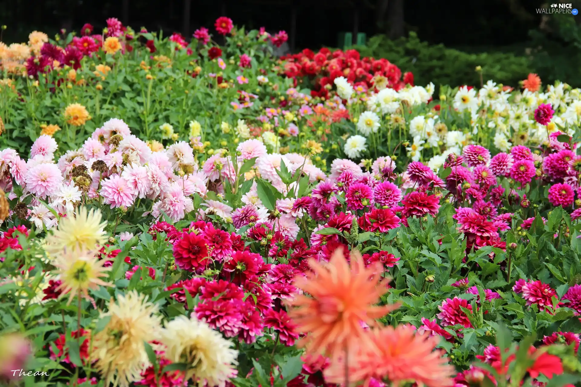 dahlias, color, Flowers