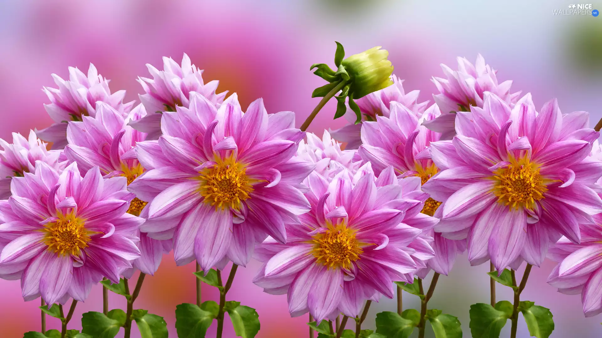dahlias, Flowers, Pink