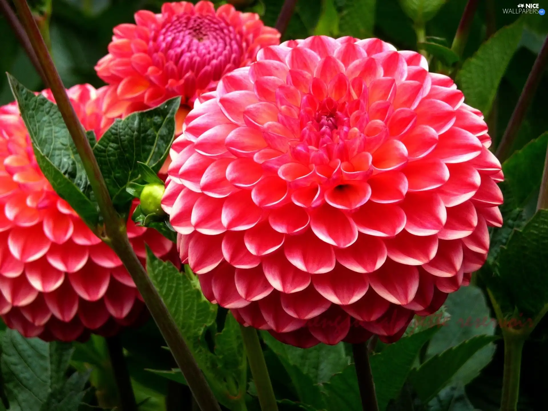 Red, dahlias