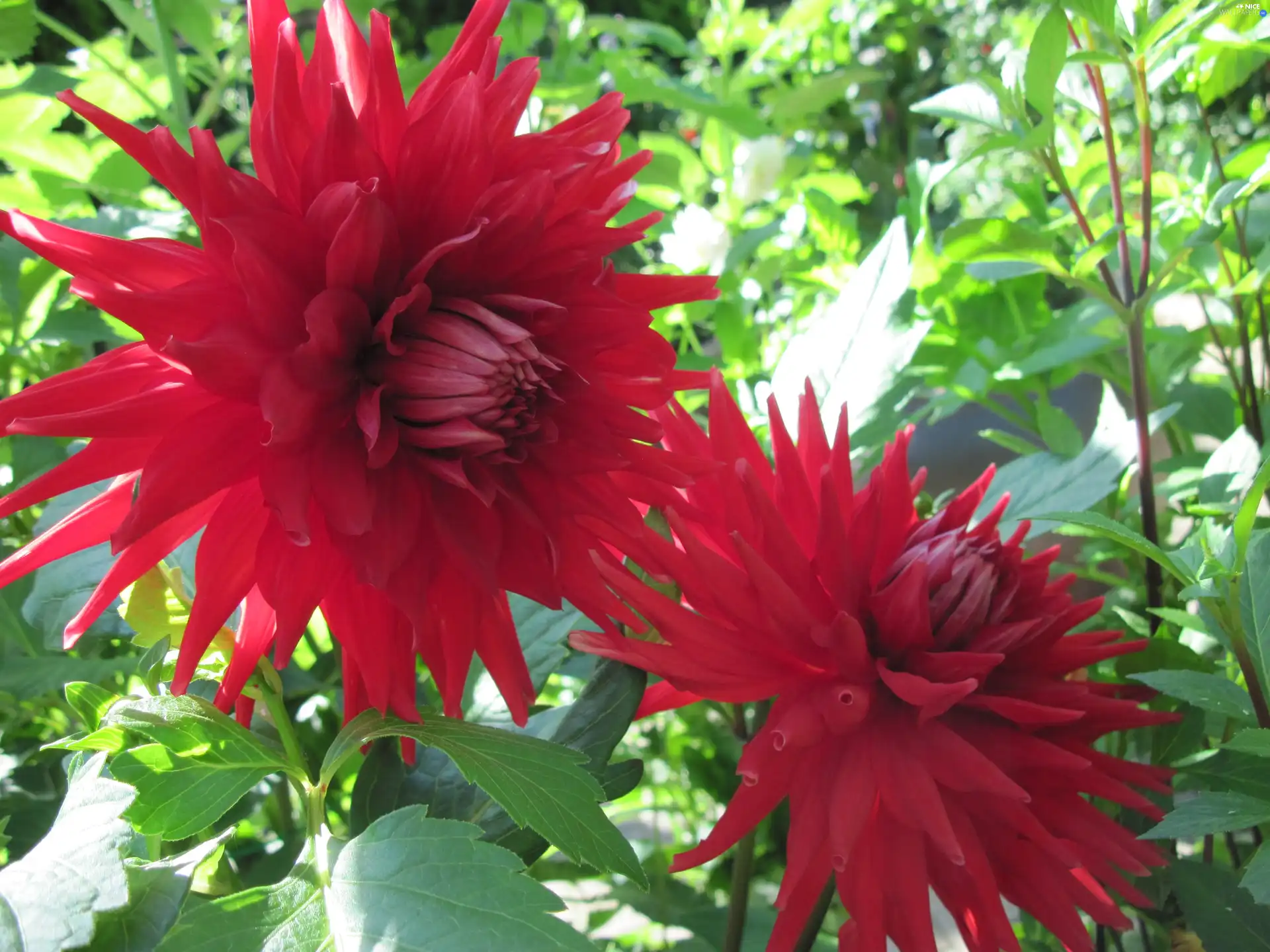 Red, dahlias