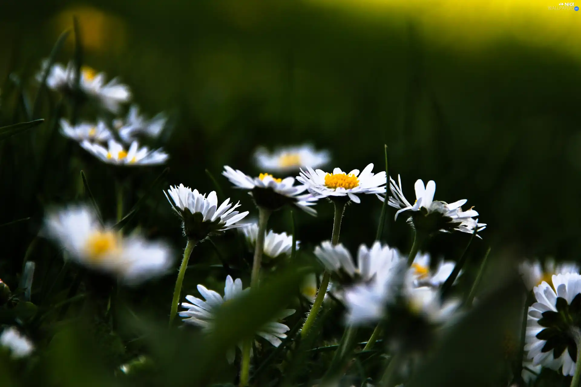 daisies