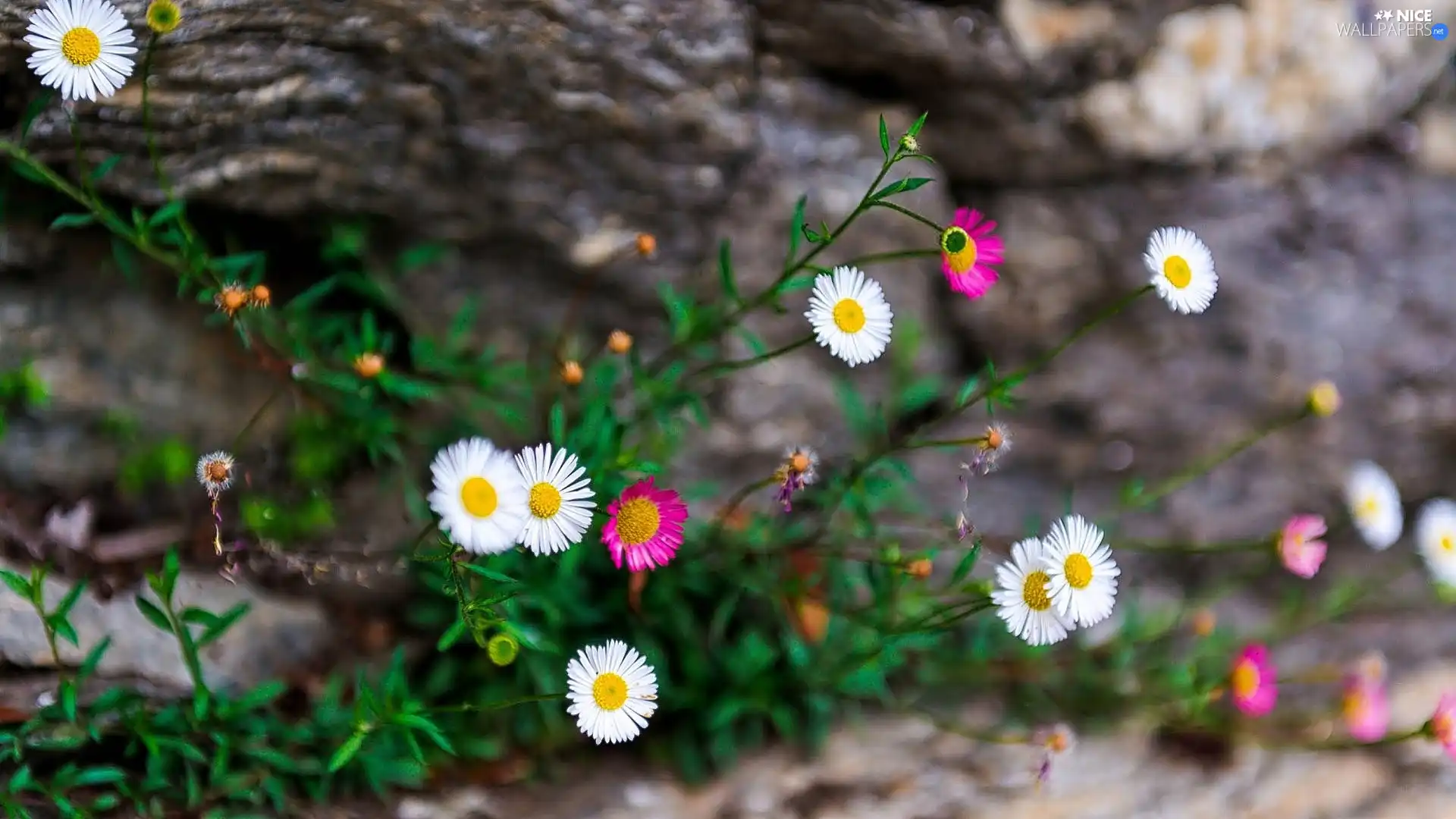 Erigeron