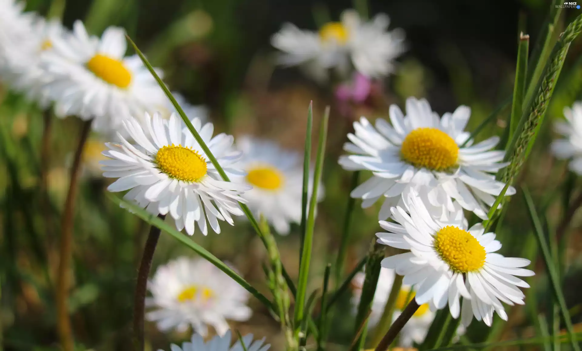 flourishing, grass, rapprochement, daisies