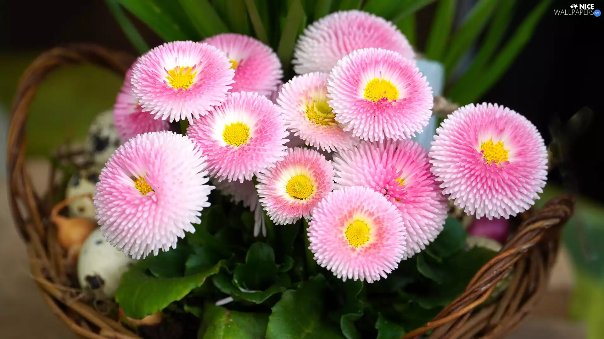 Pink, Flowers, basket, daisies