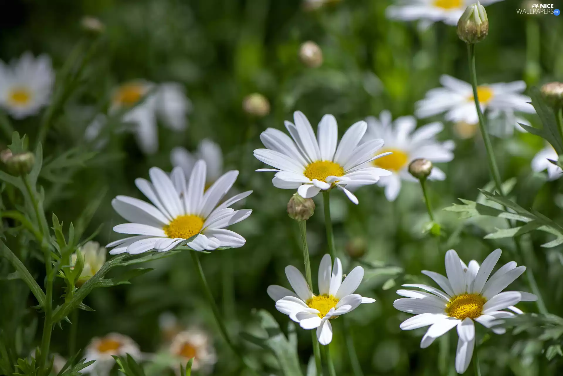 daisies, rapprochement
