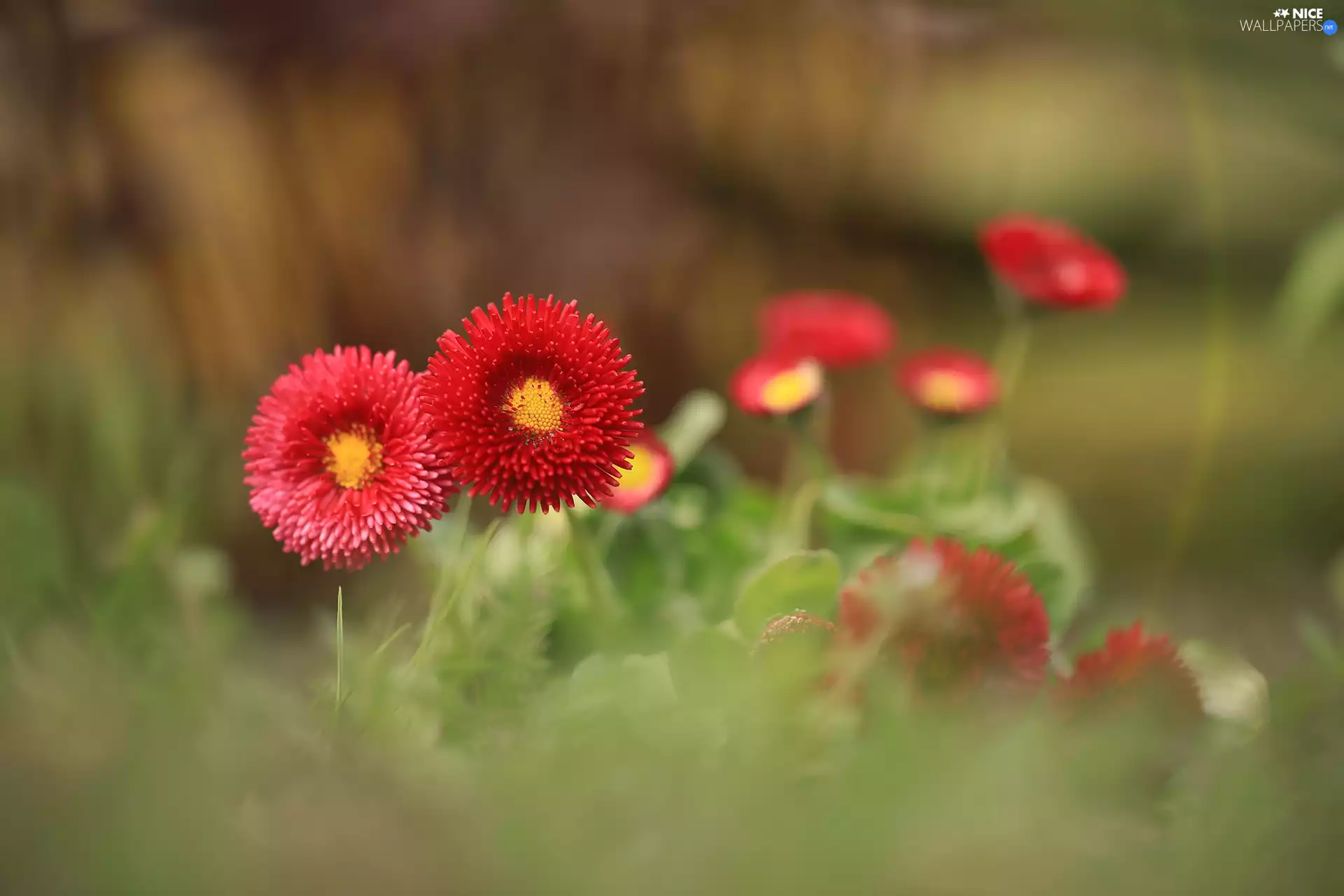 Red, Flowers, rapprochement, daisies