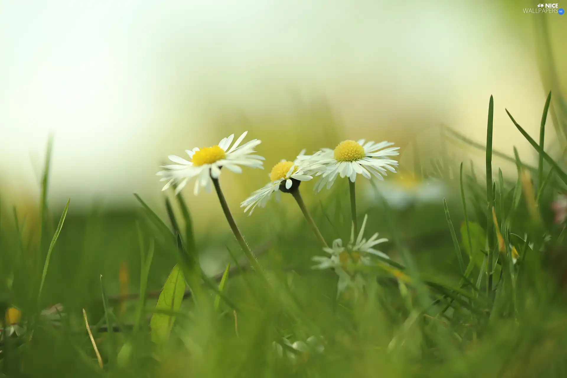 White, Flowers, grass, daisies