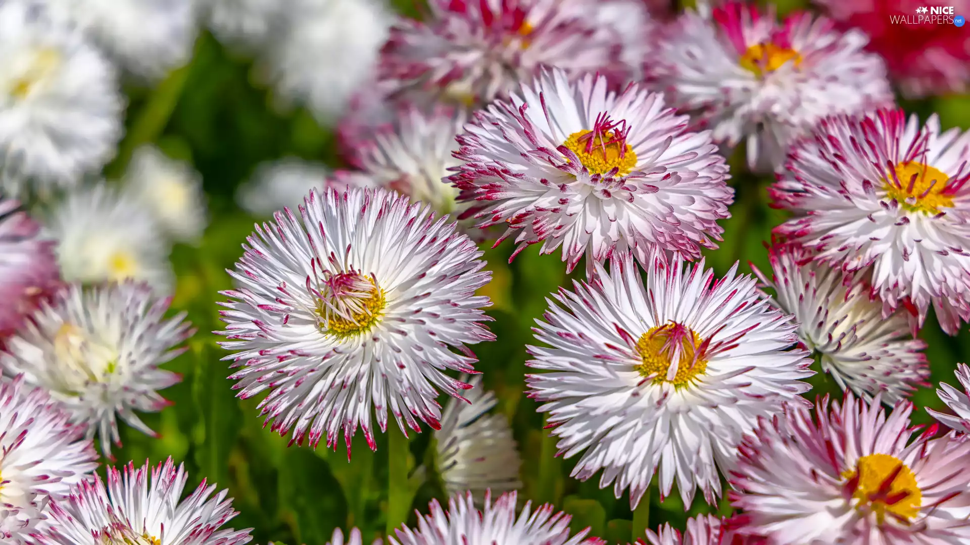 white and pink, daisies