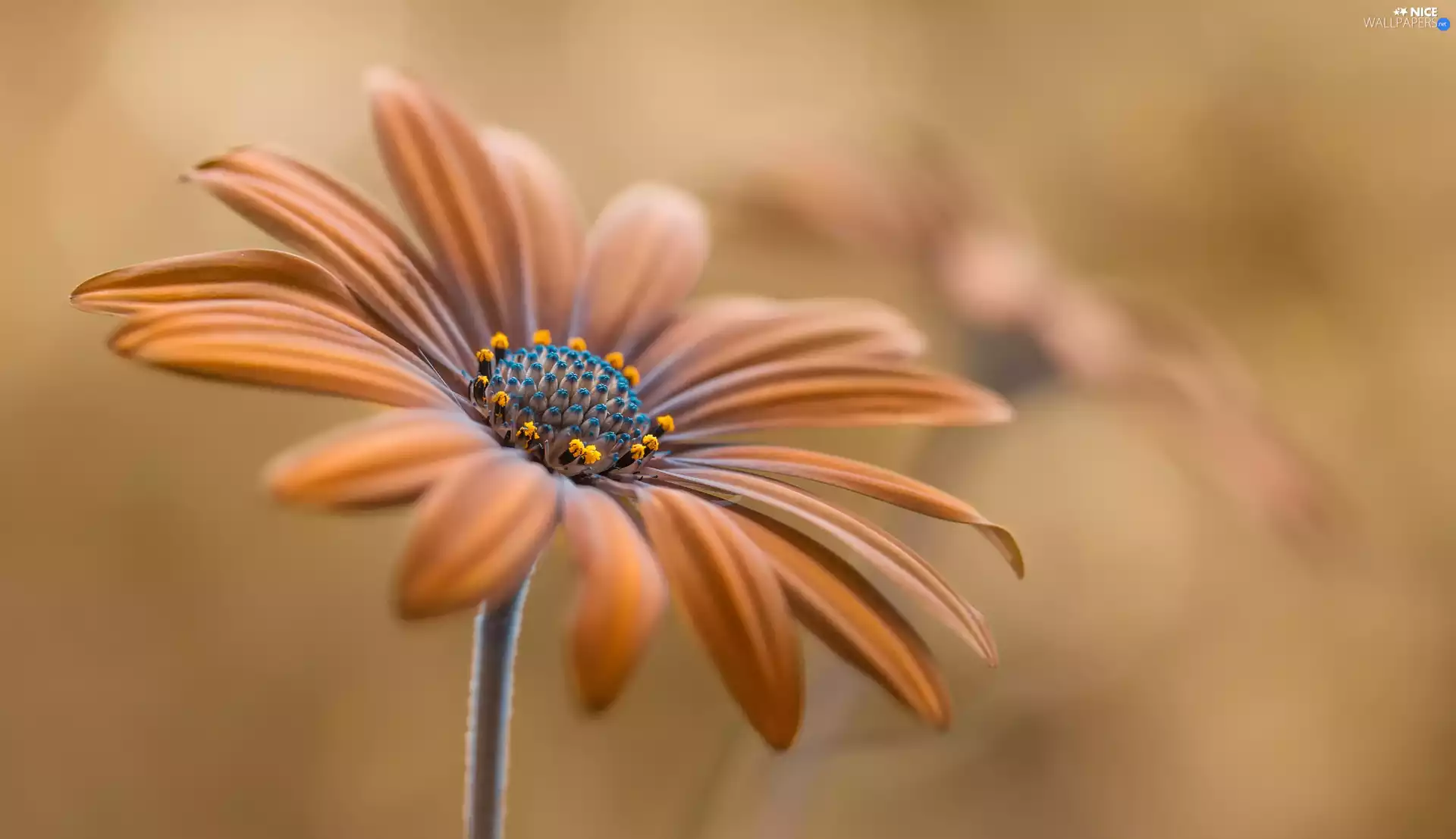 African Daisy, Colourfull Flowers, Orange