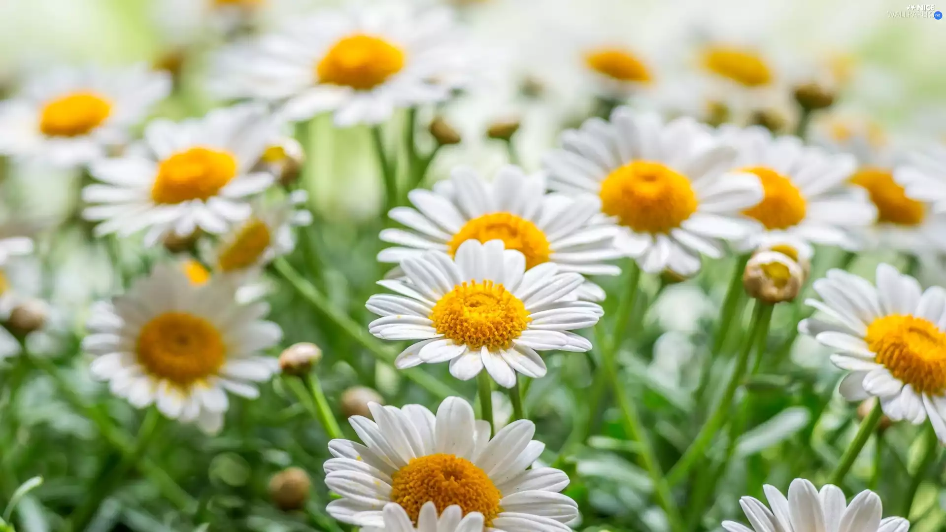 daisy, Oxeye Daisy