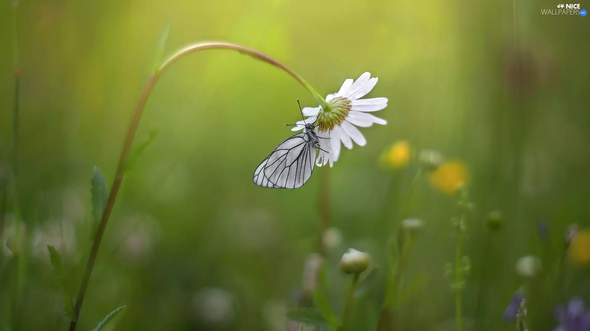 butterfly, Colourfull Flowers, Daisy, Black-veined White