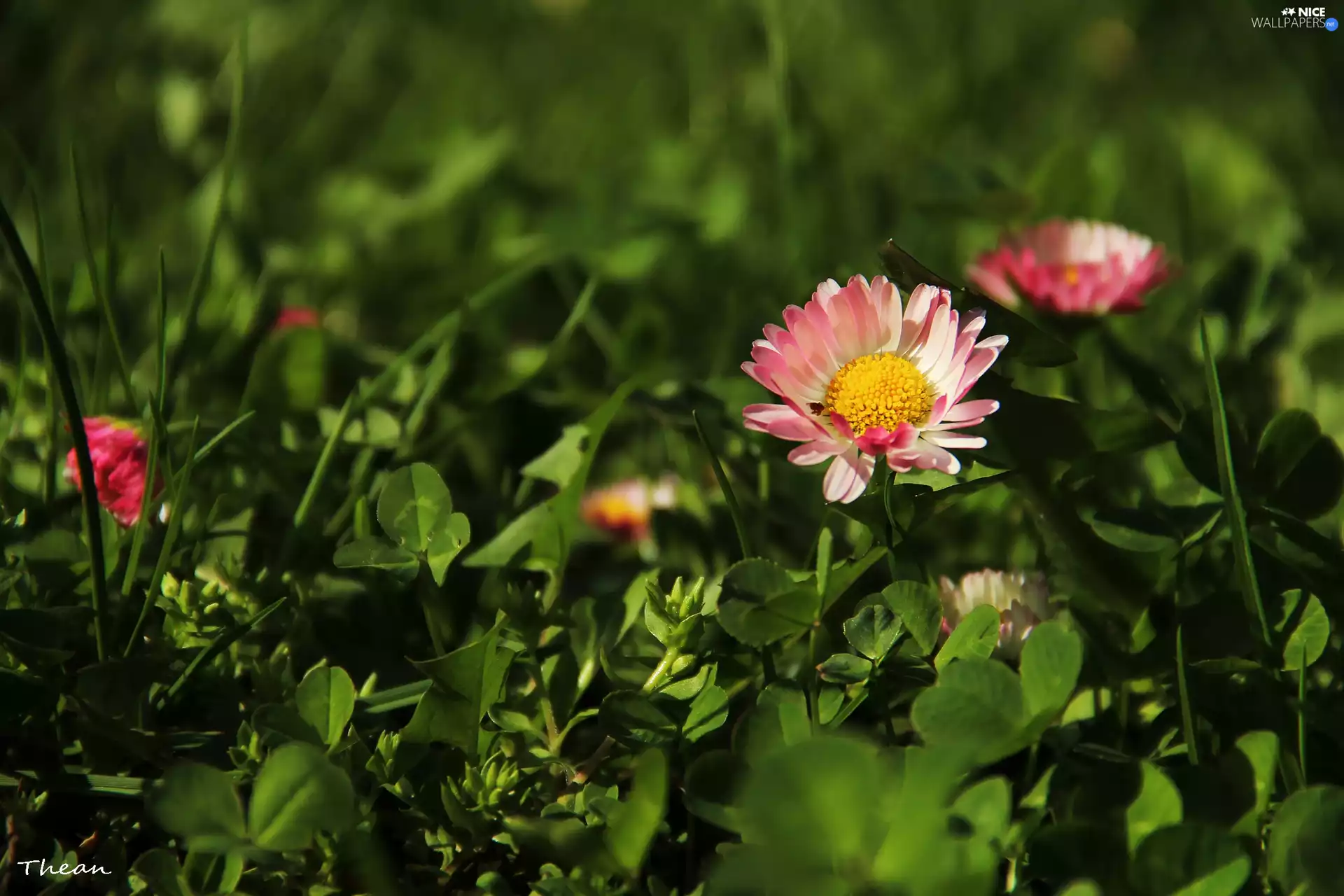 daisy, Colourfull Flowers