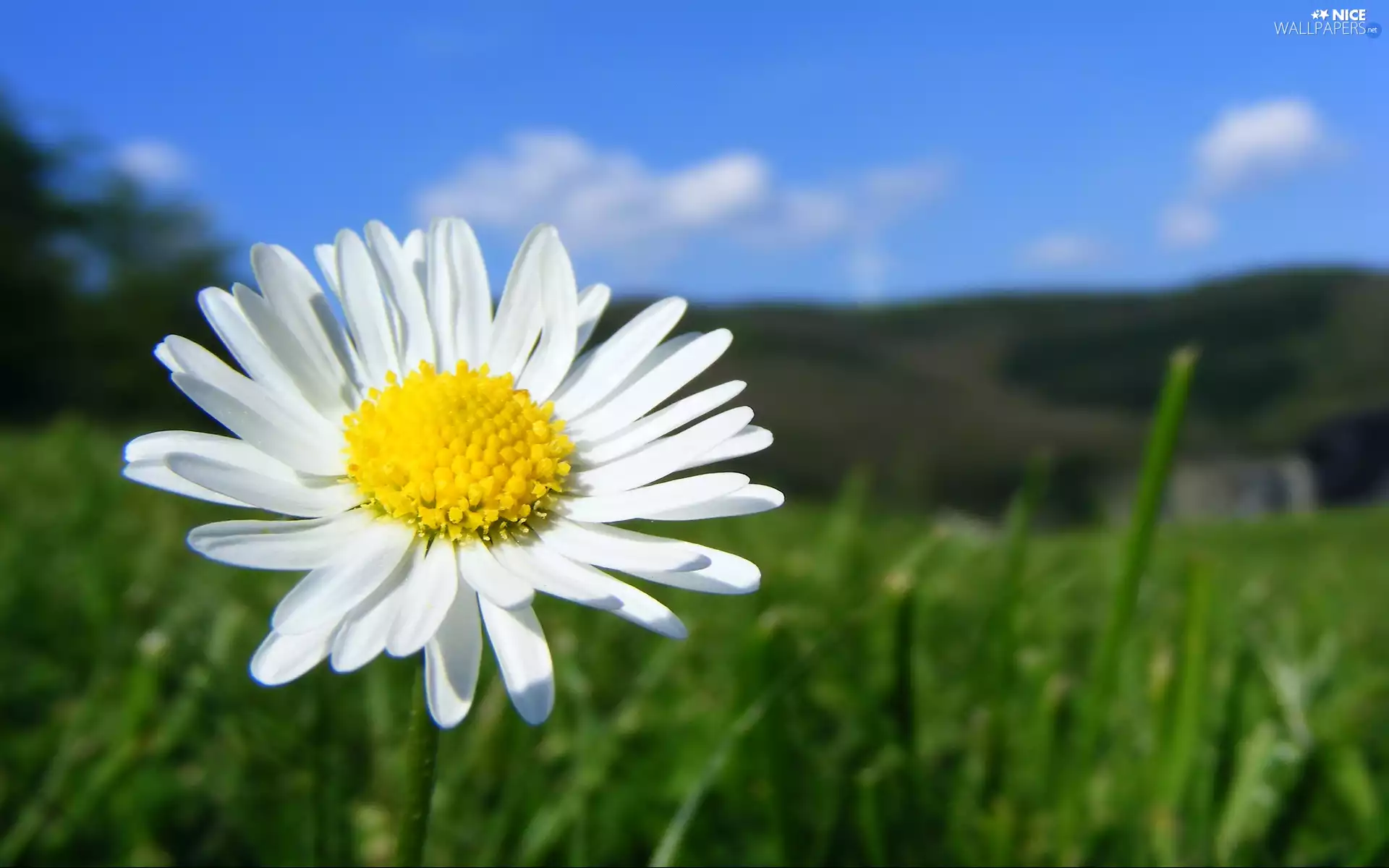 Meadow, Colourfull Flowers, daisy