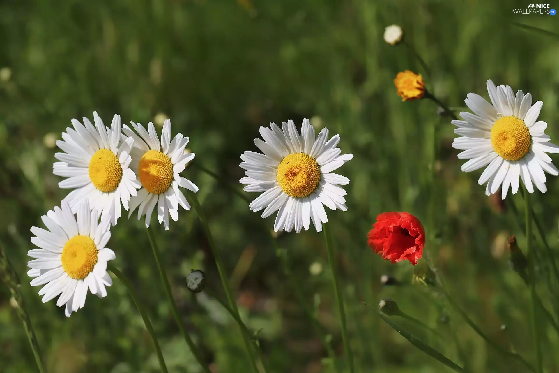 red weed, Flowers, daisy