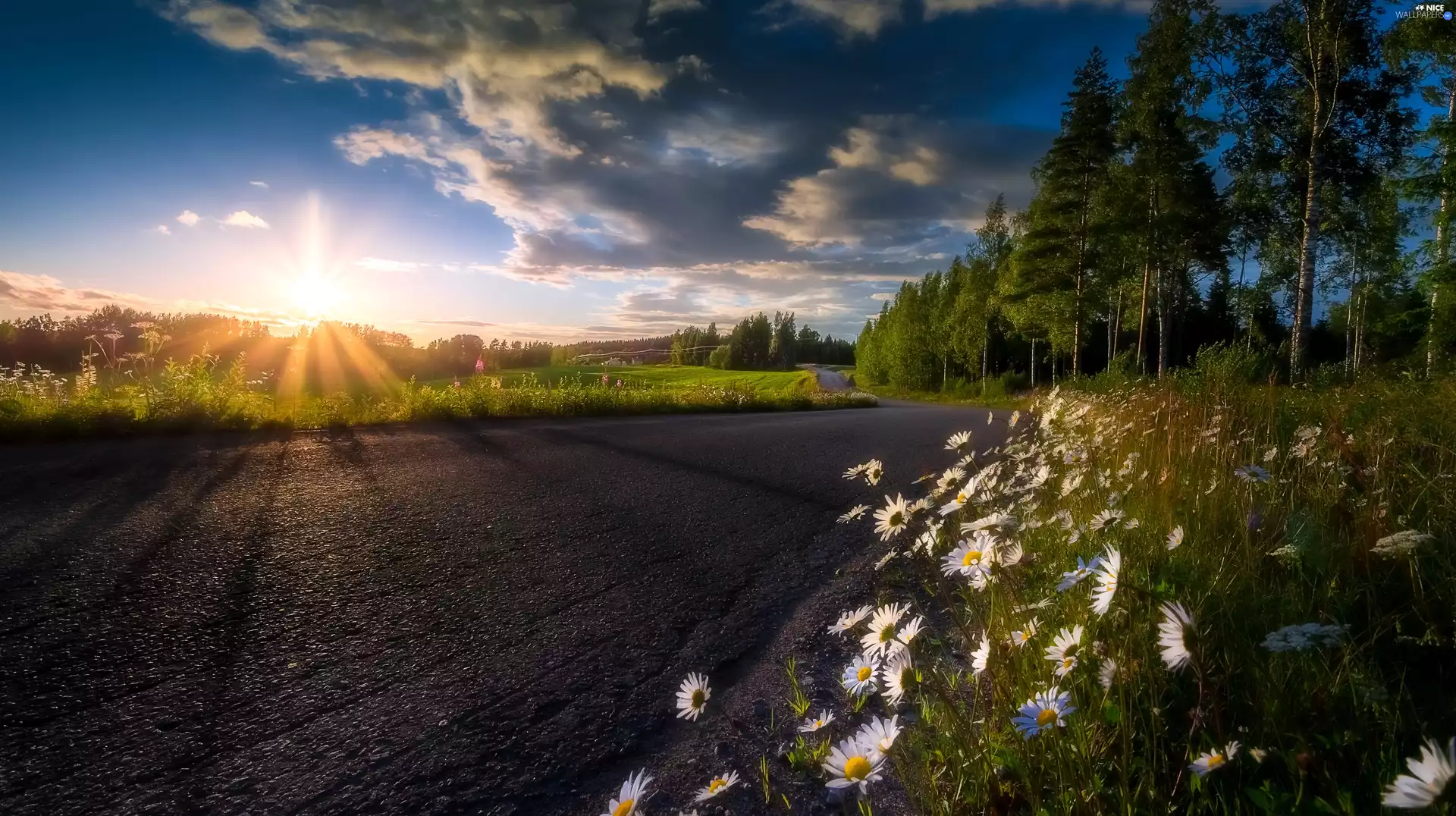 trees, Way, Flowers, daisy, viewes, Sunrise