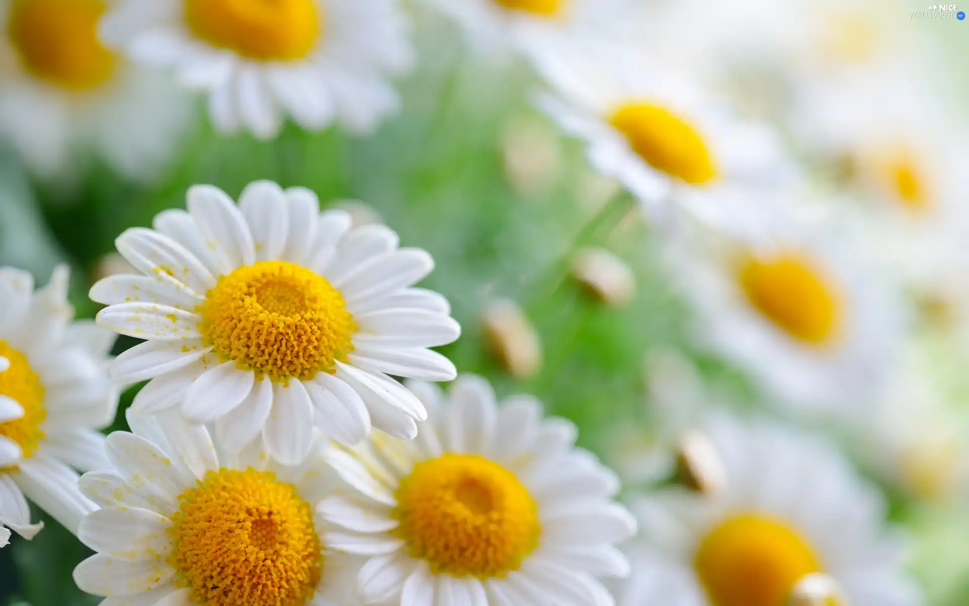 White, daisy