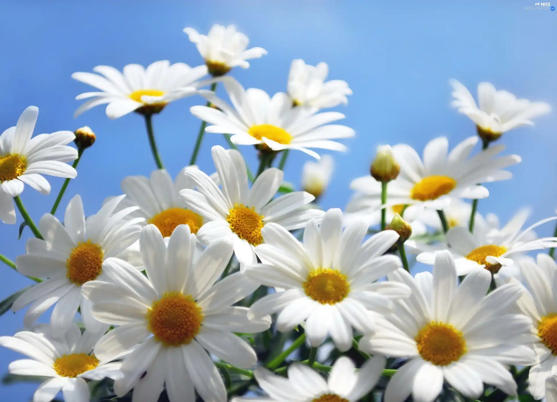 White, daisy