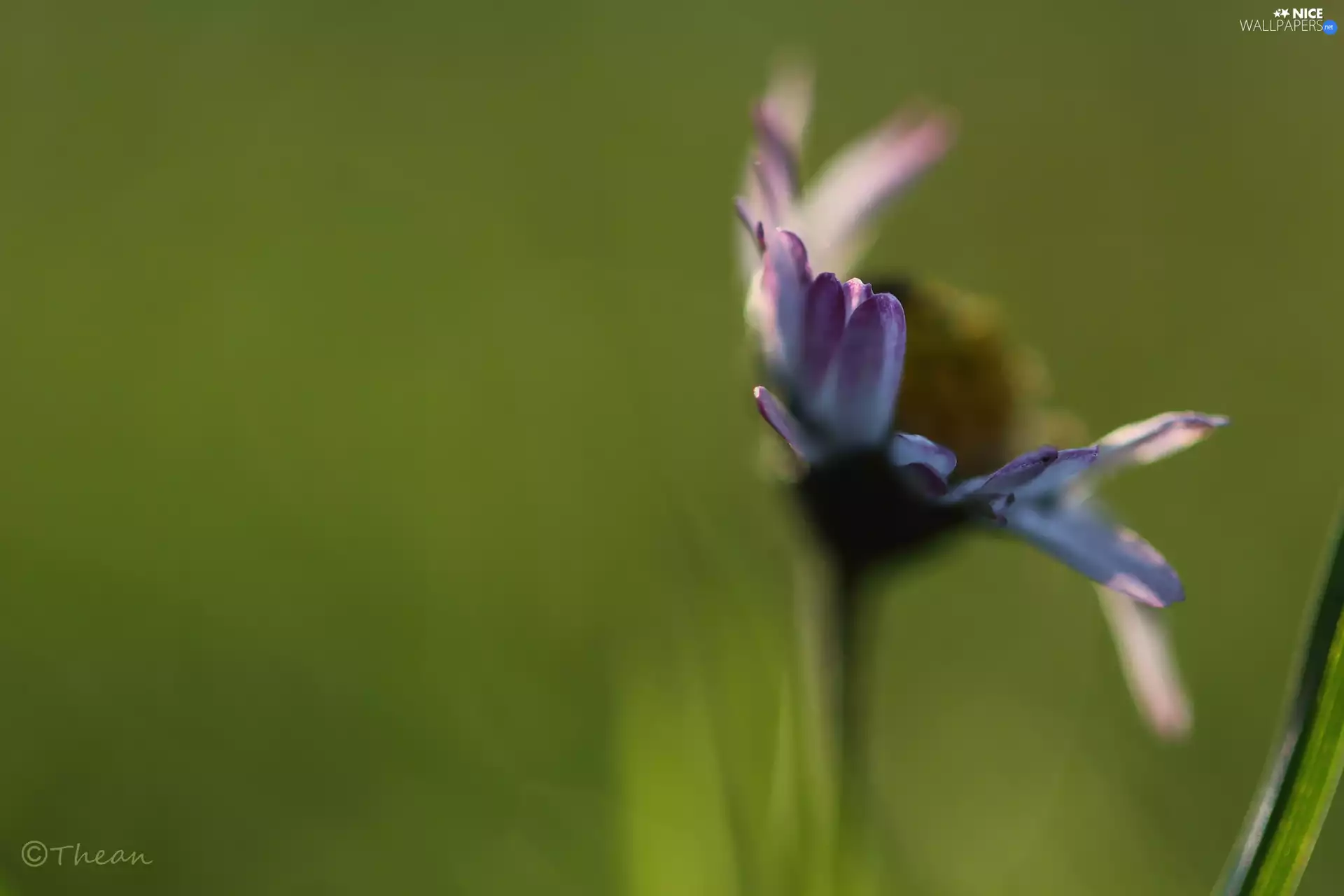 flakes, daisy, white and Pink