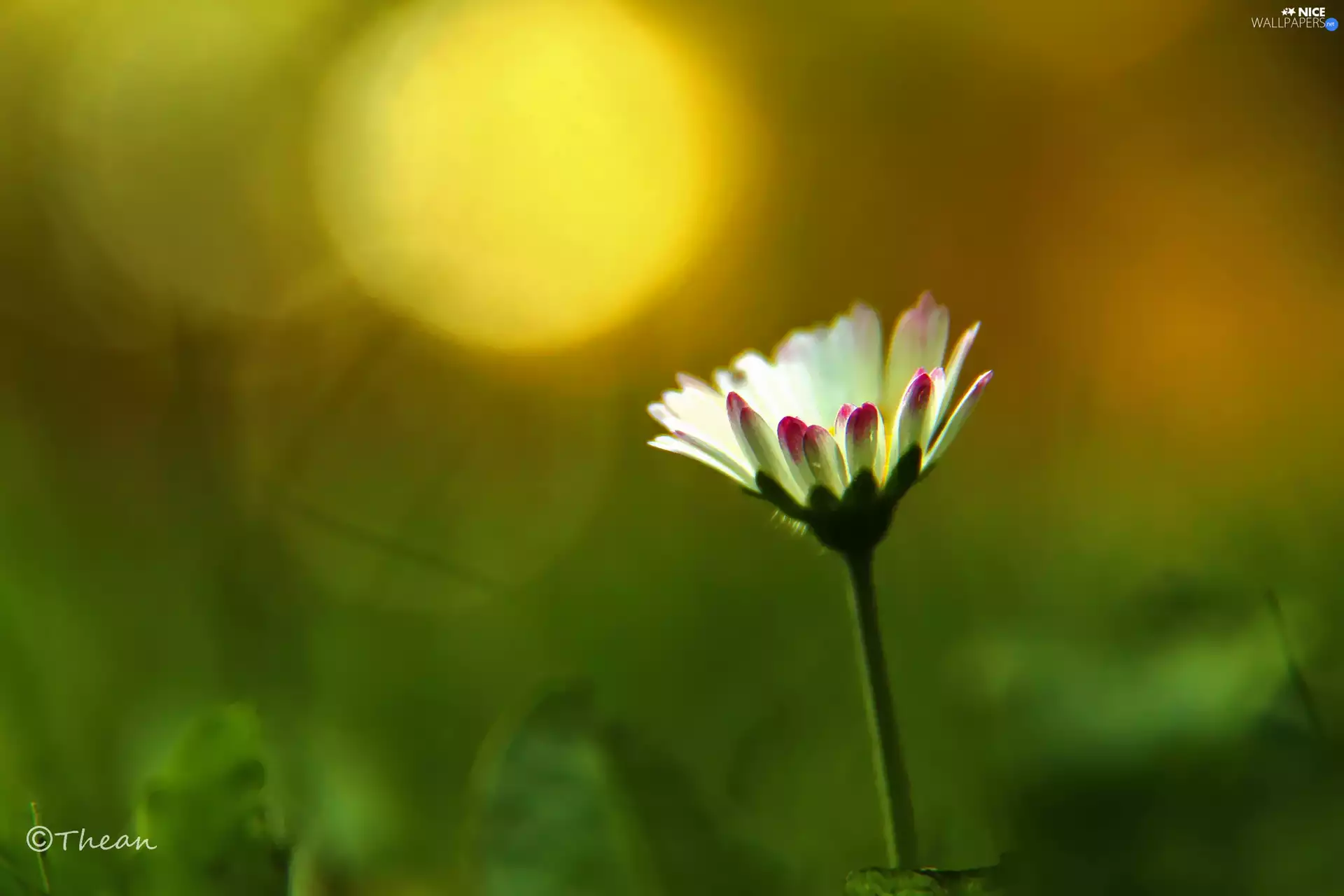 flakes, daisy, white and Pink