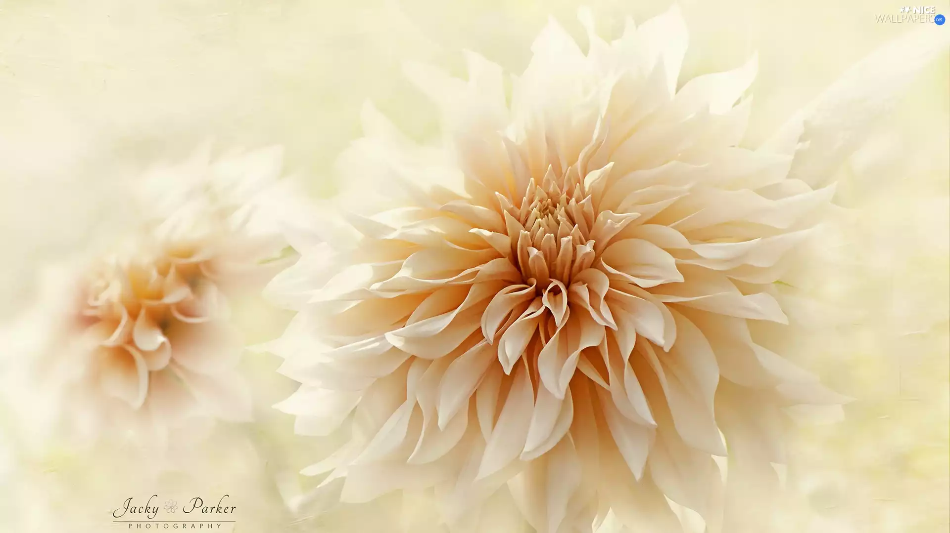 blur, Colourfull Flowers, Dalia