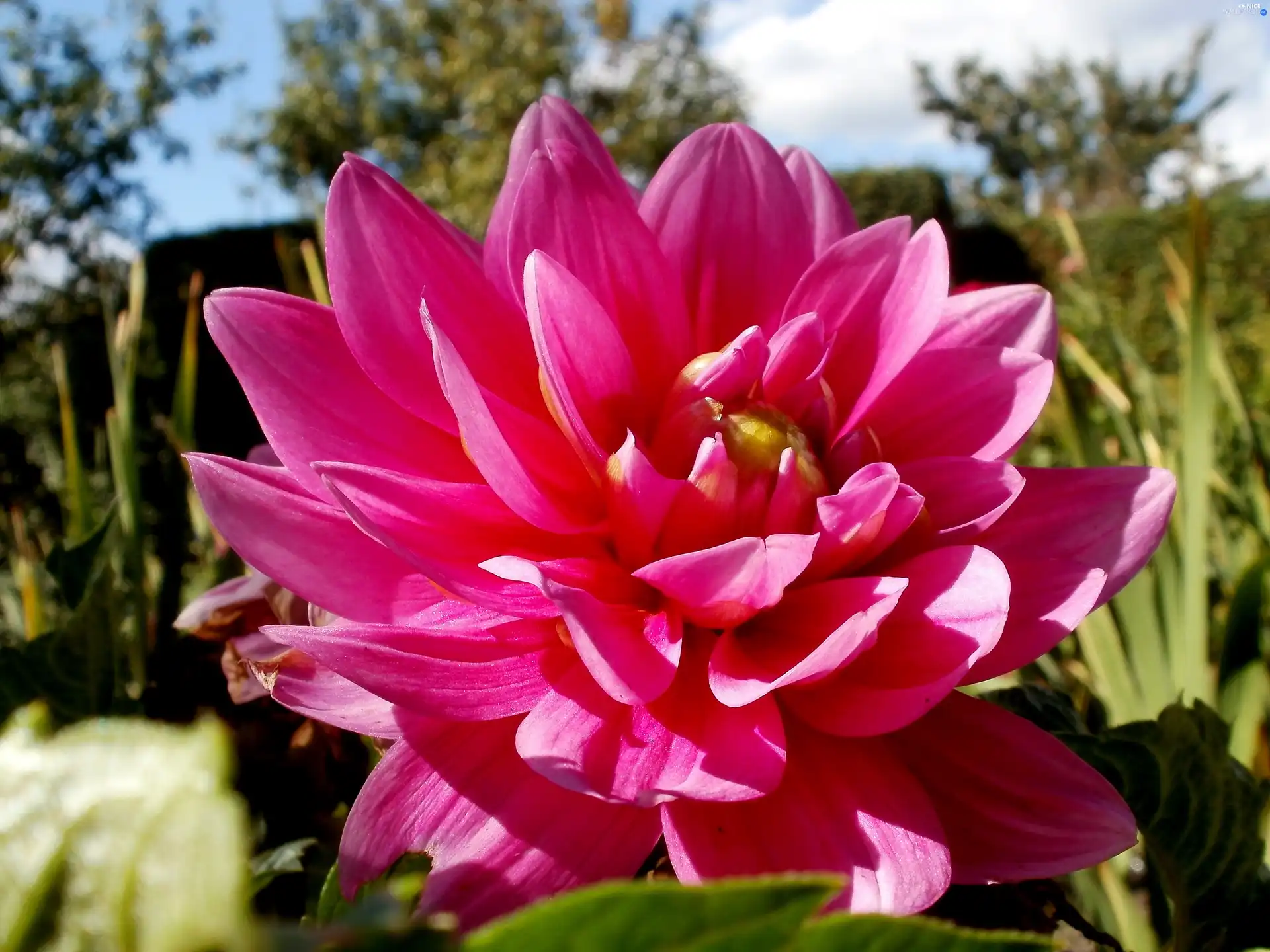 Pink, Colourfull Flowers, Dalia