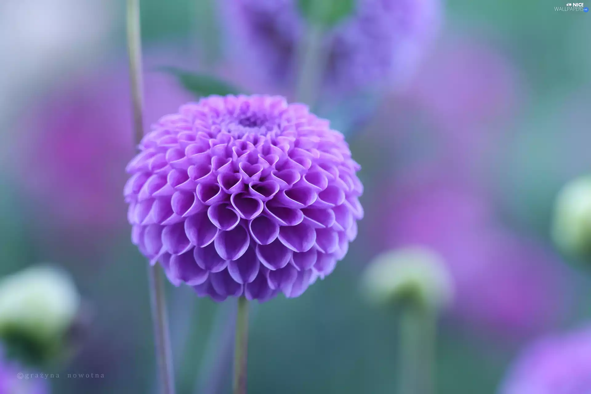 Colourfull Flowers, Violet, Dalia