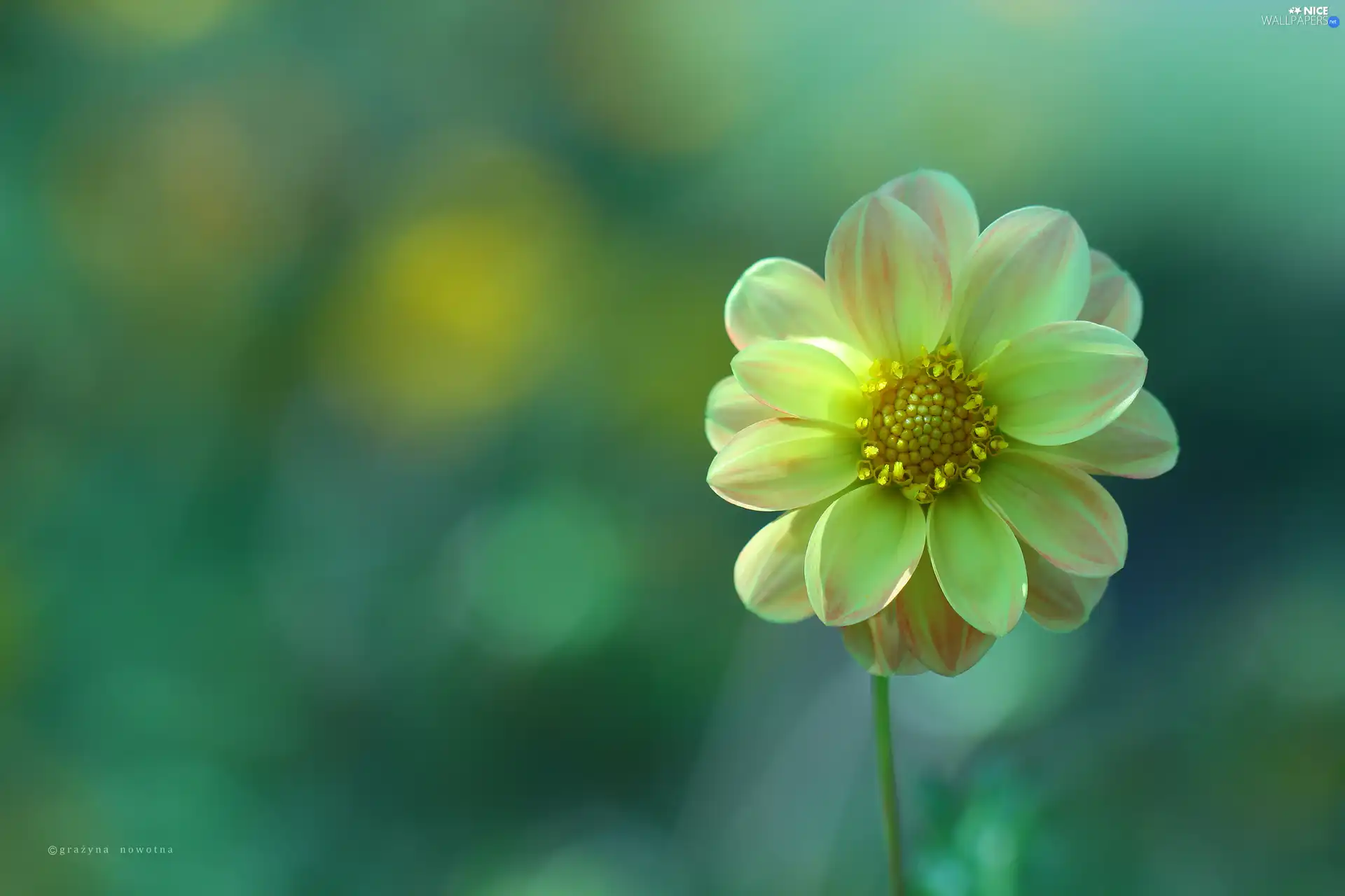 Colourfull Flowers, Yellow Honda, Dalia