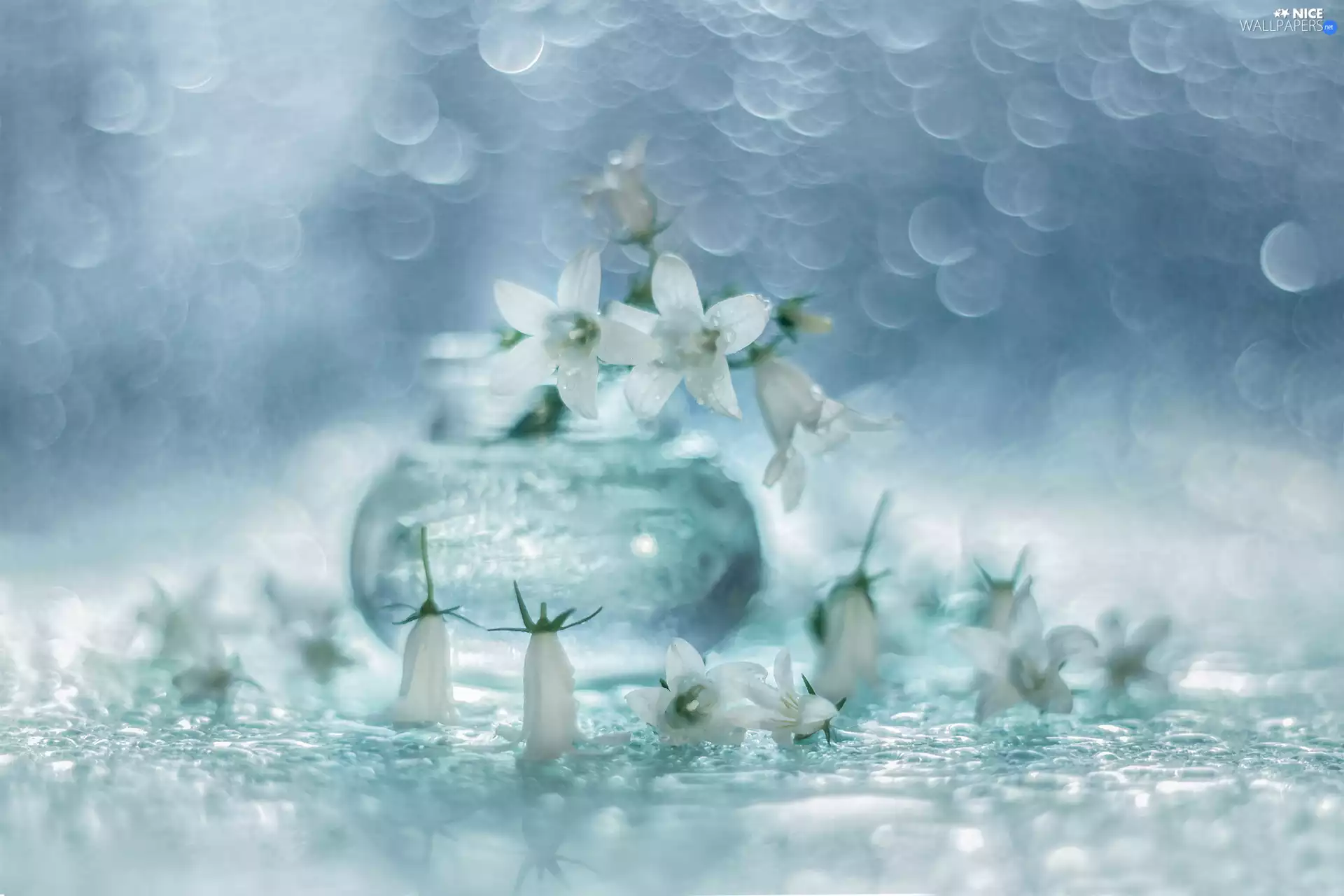 Flowers, Bokeh, White, Dalmatian bellflower, Campanula