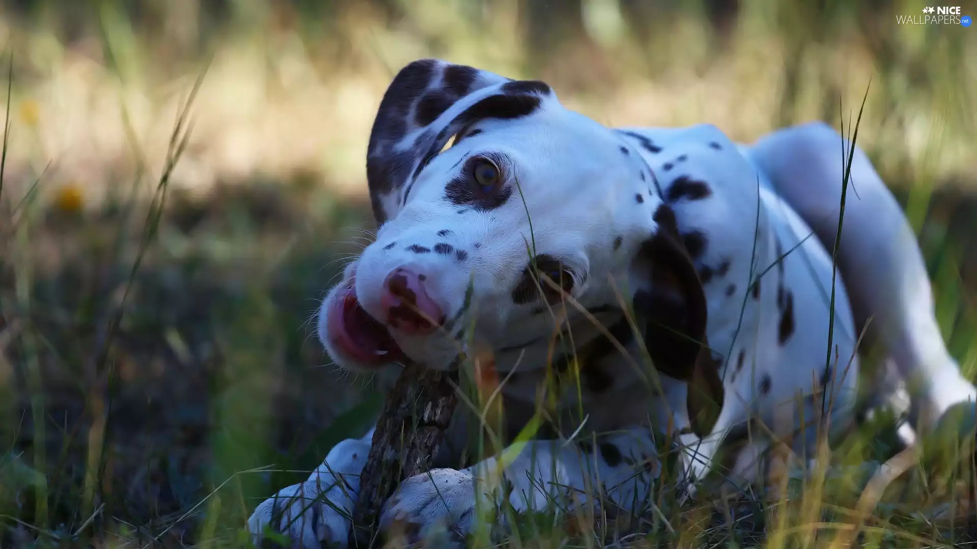 Tree Bark, grass, Dalmatian, muzzle, dog