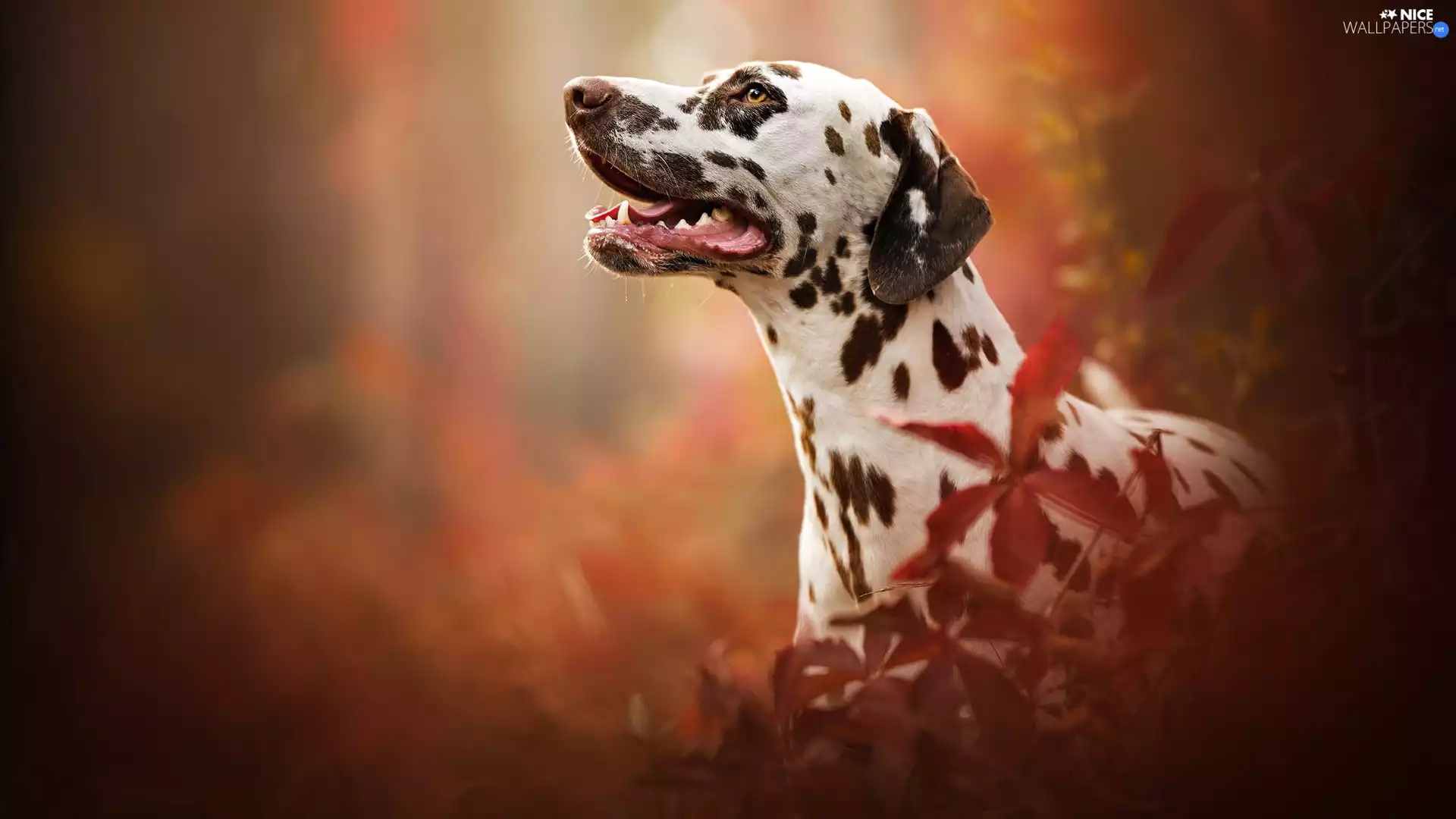 dog, muzzle, Leaf, Dalmatian