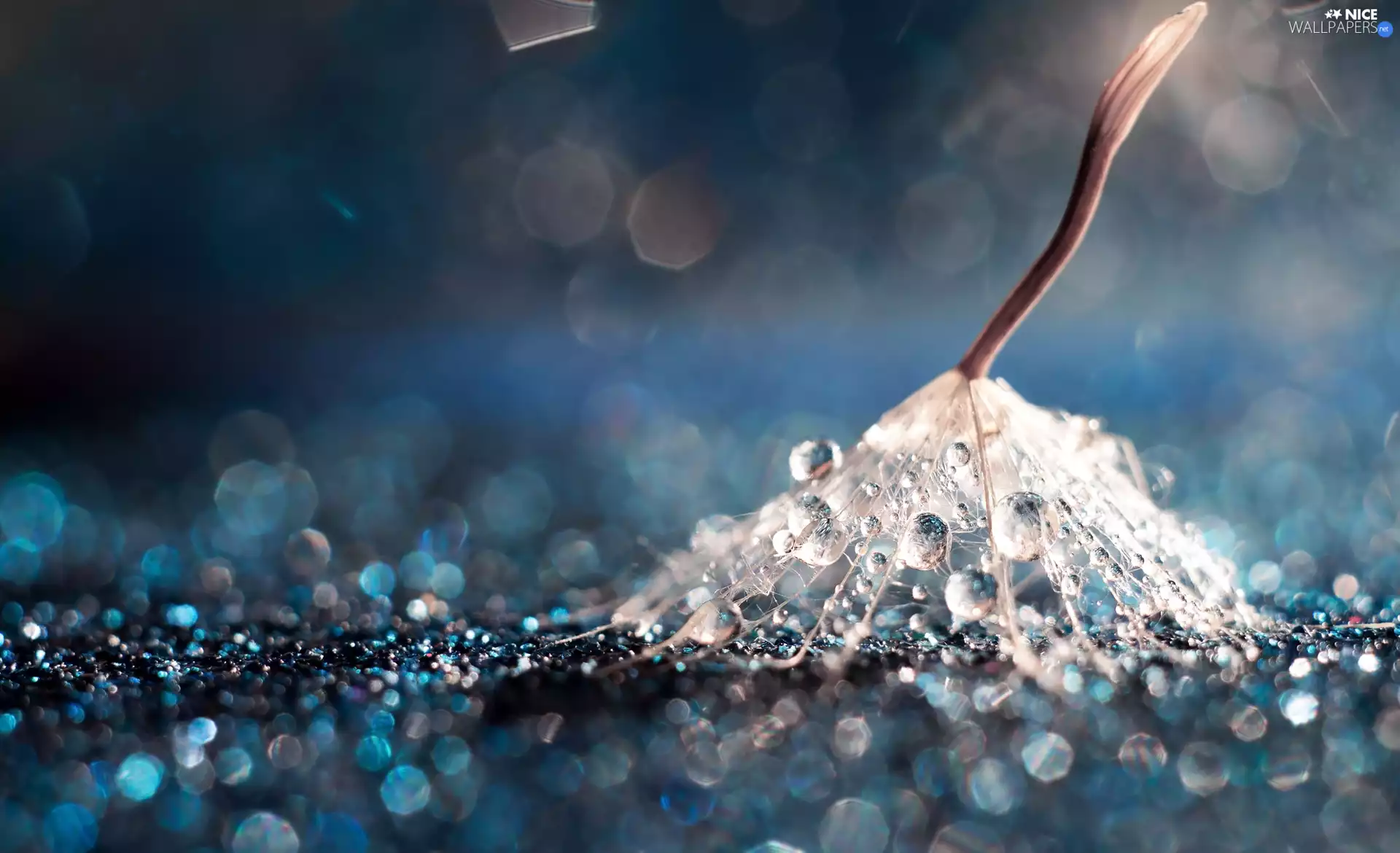 Achaenium, drops, Bokeh, dandelion