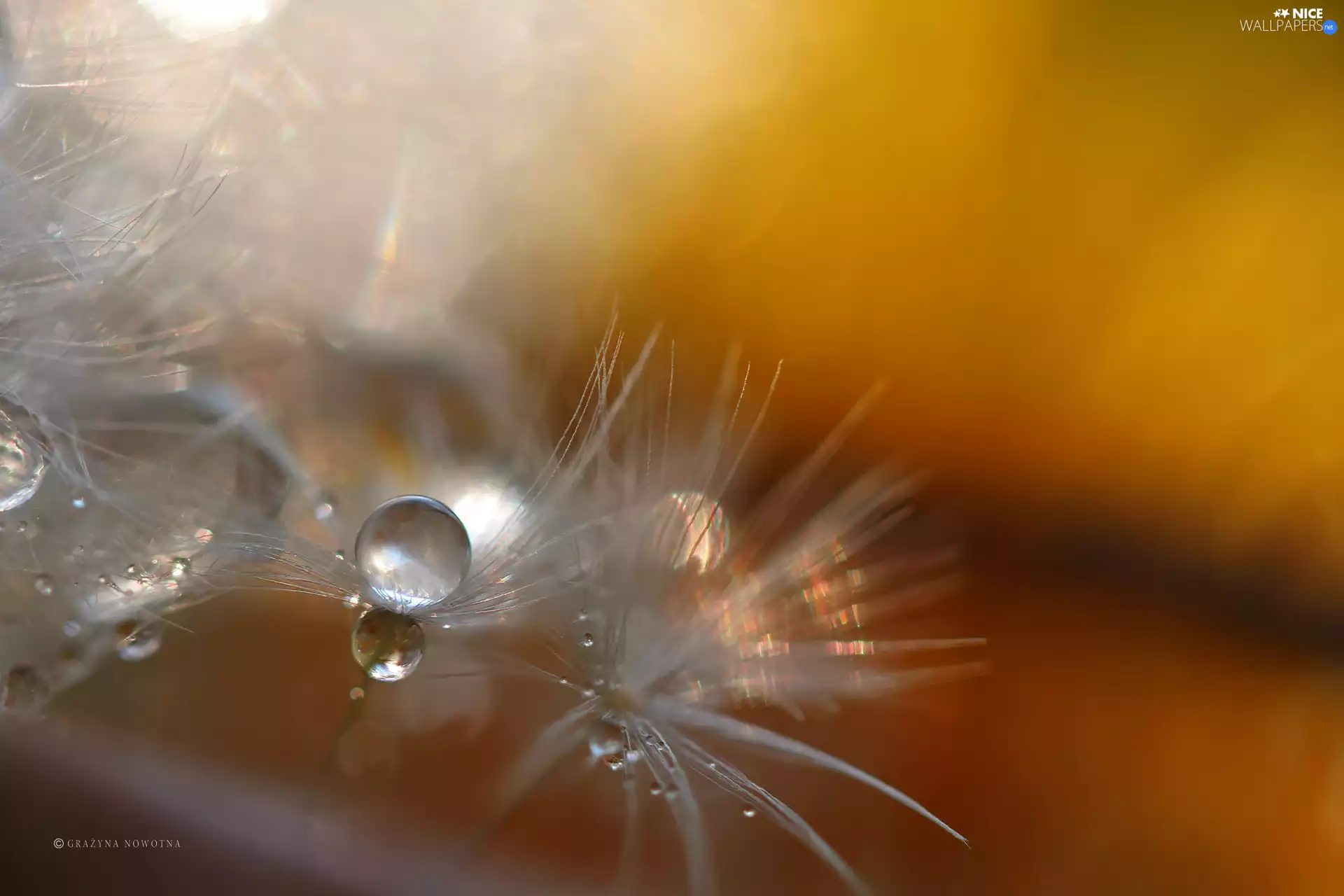 Common Dandelion, Close, drops, dandelions