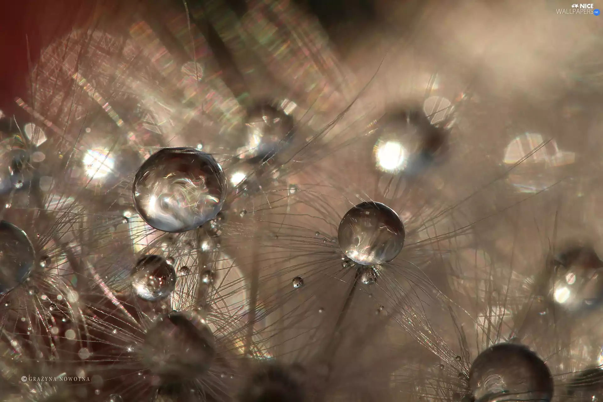 Close, dandelion, common, drops, puffball